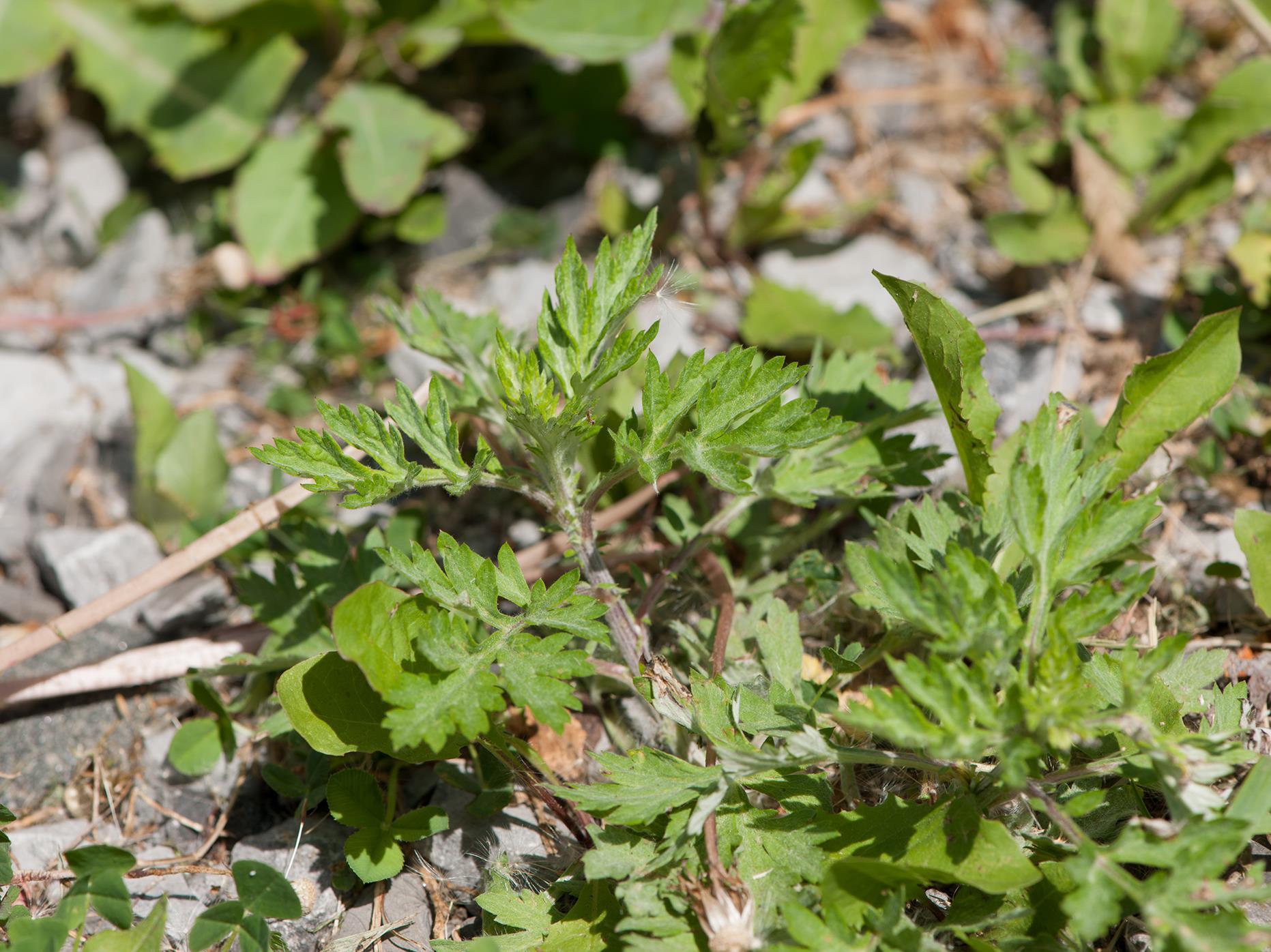 Armoise vulgaire(Artemisia vulgaris)_10