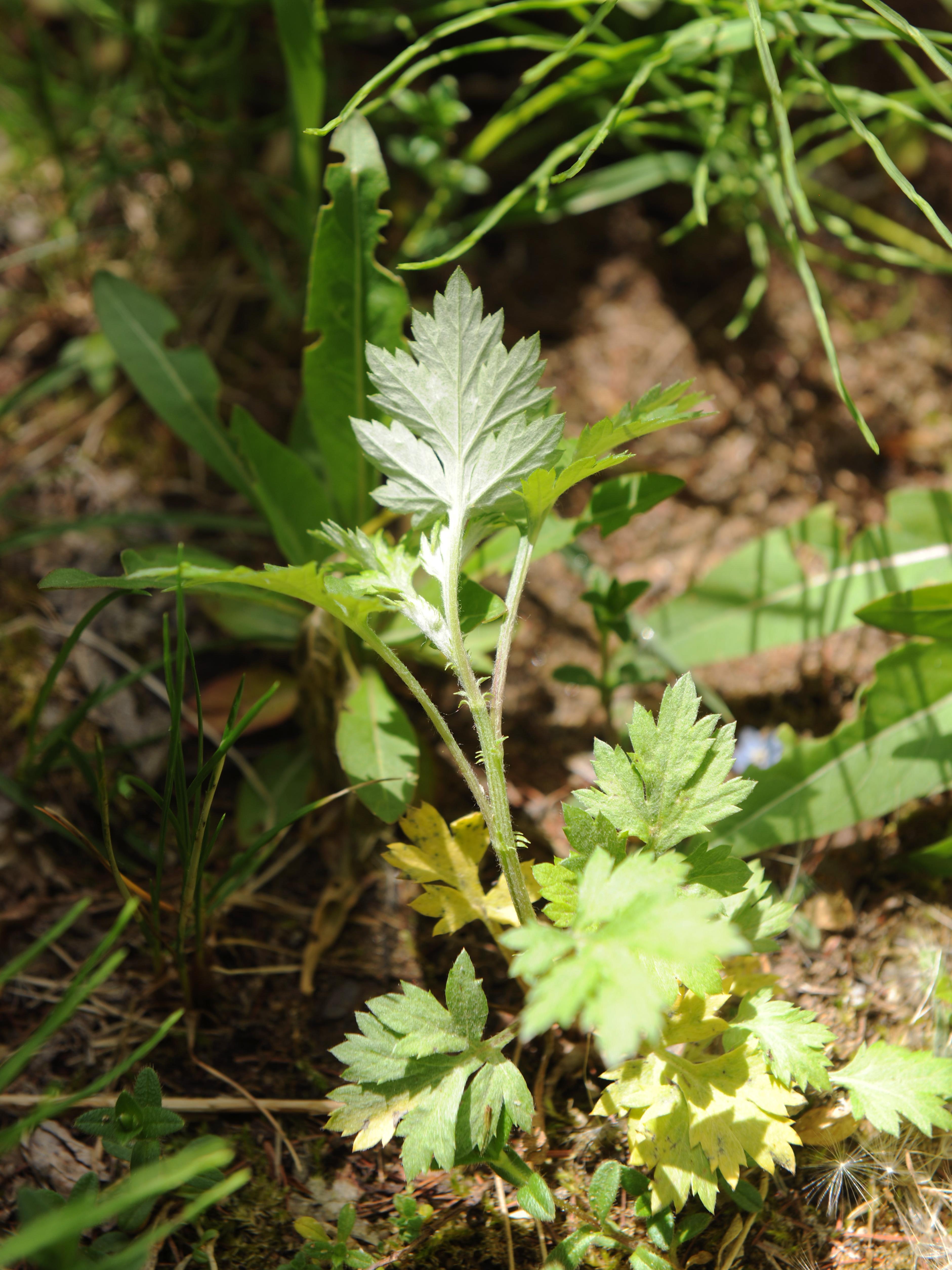 Armoise vulgaire(Artemisia vulgaris)_17