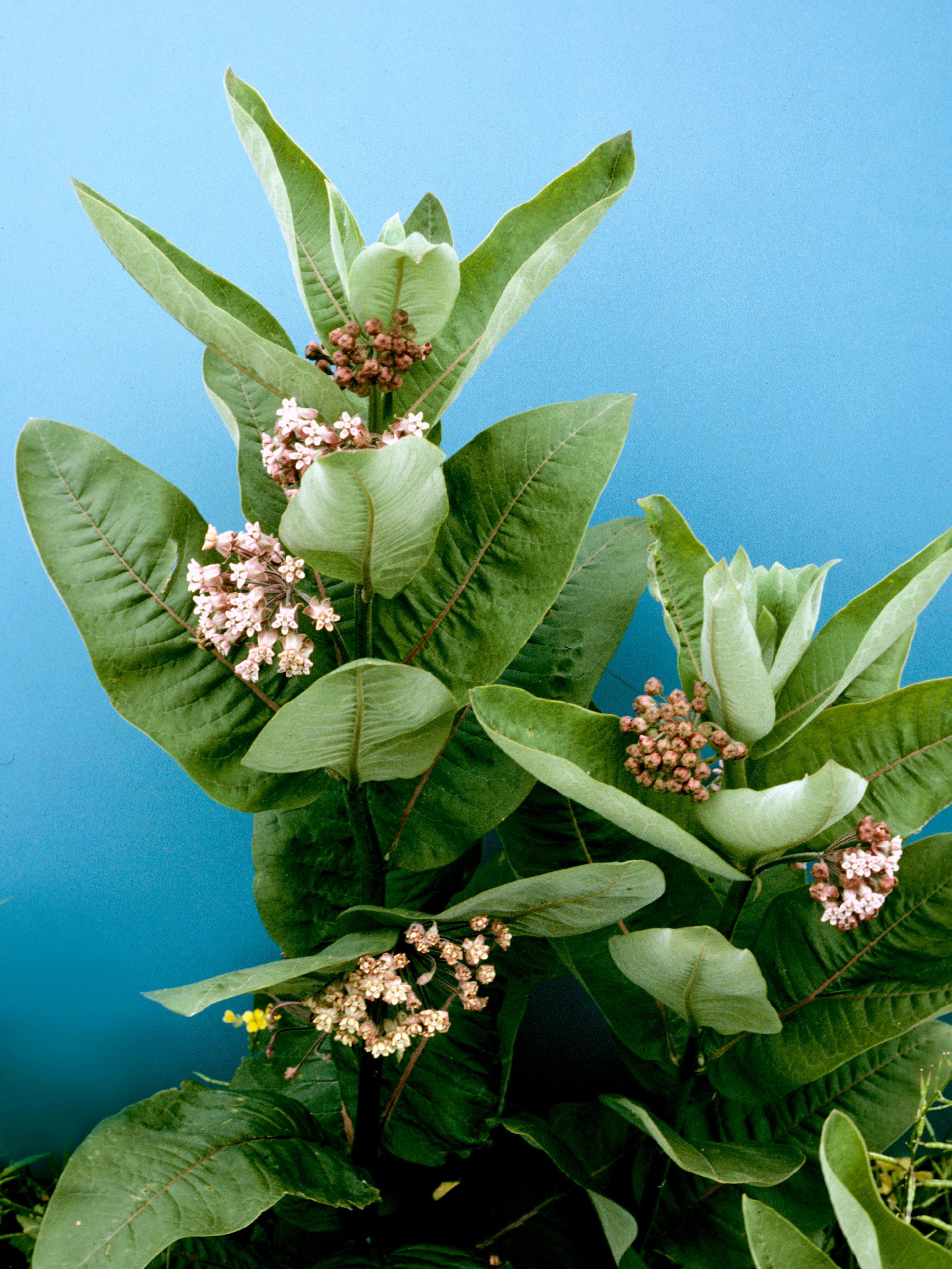 Asclépiade commune (Asclepias syriaca)_4