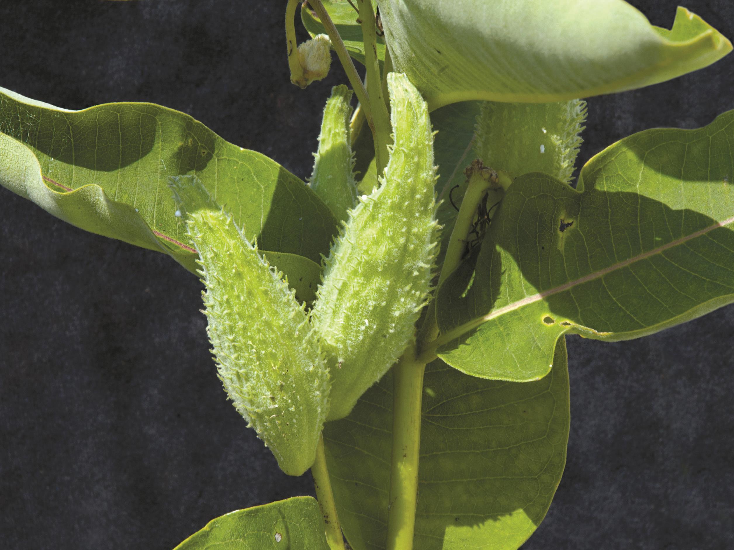 Asclépiade commune (Asclepias syriaca)_11