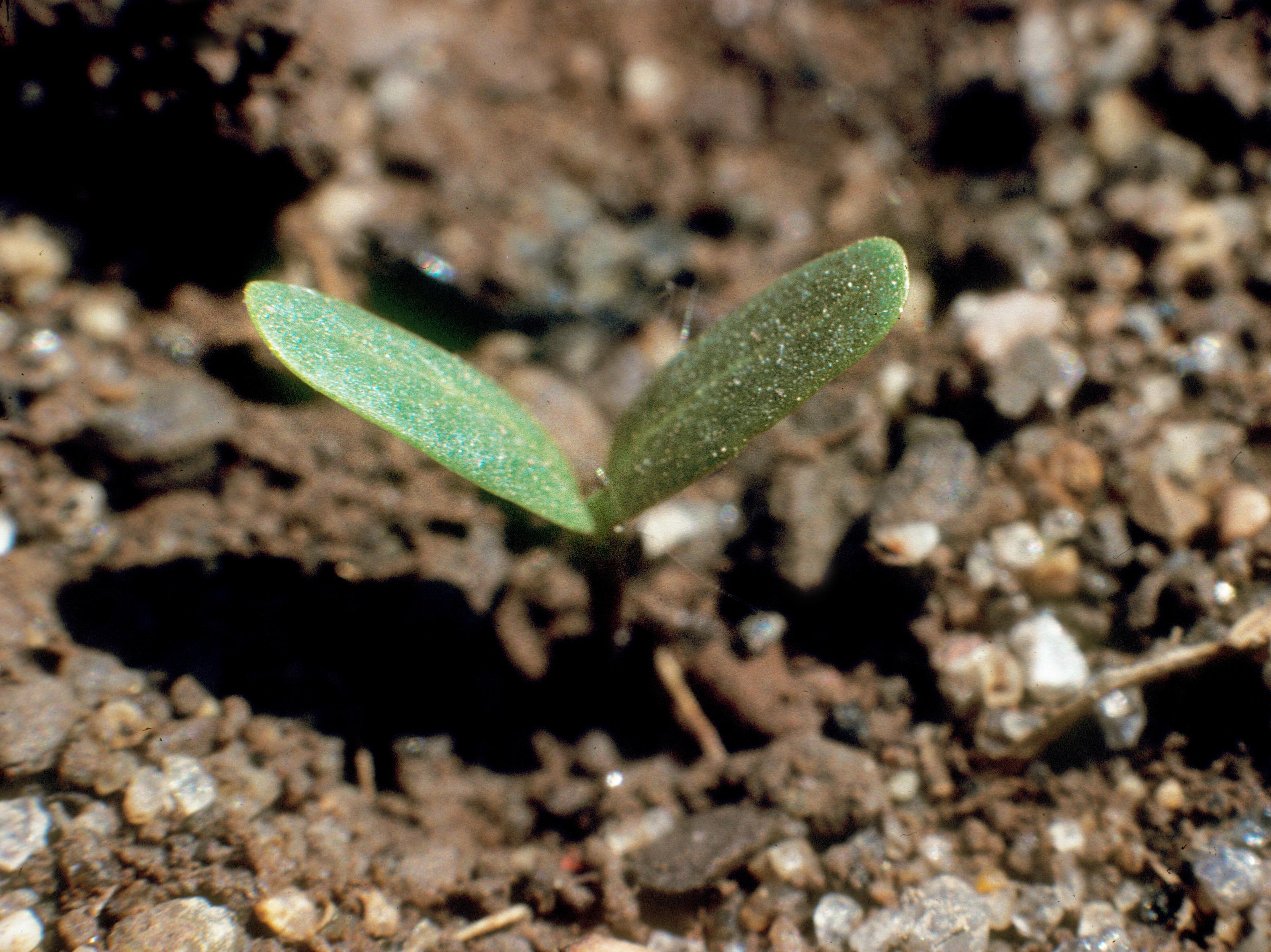 Asclépiade commune (Asclepias syriaca)_15