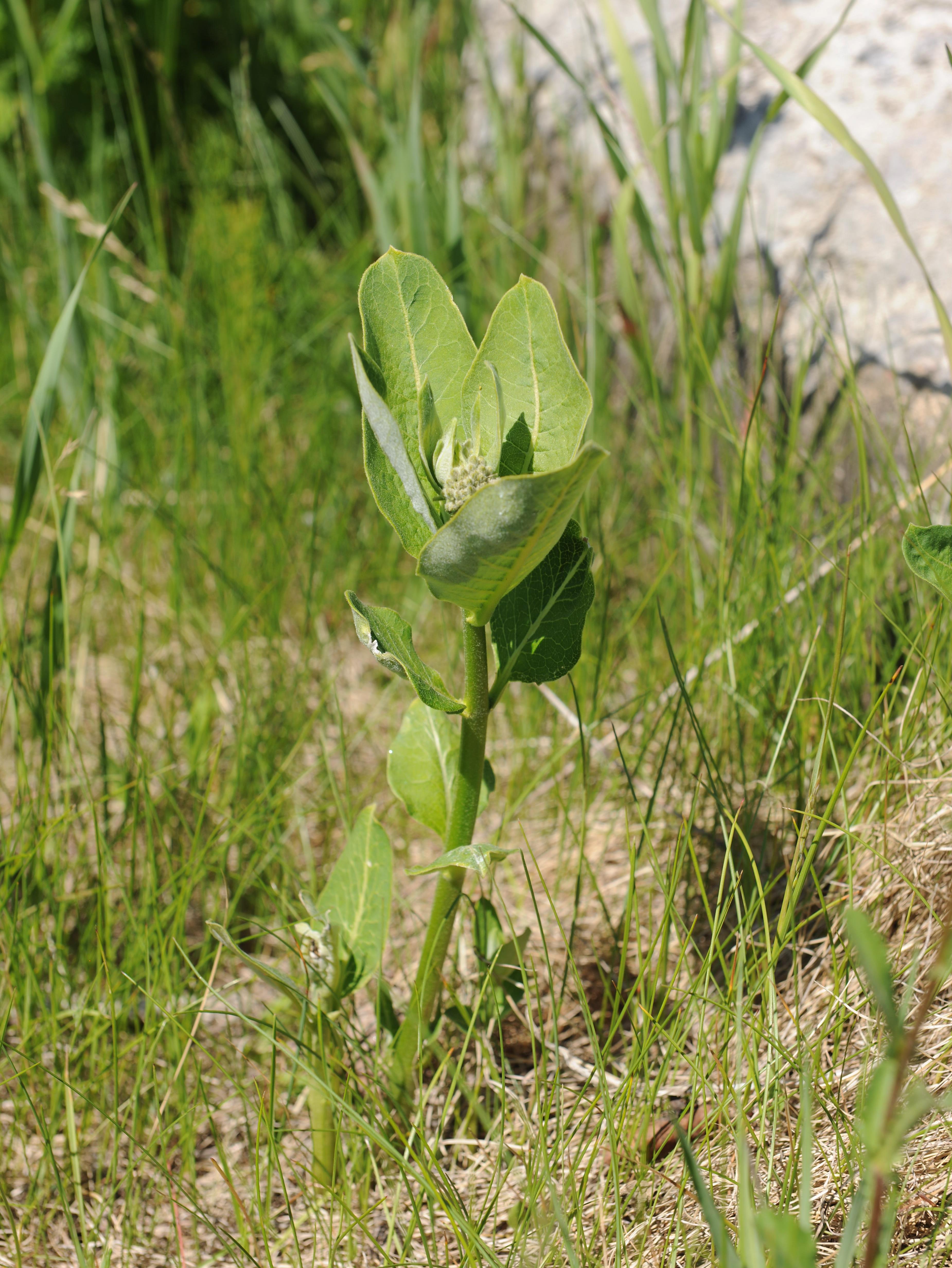 Asclépiade commune (Asclepias syriaca)_19