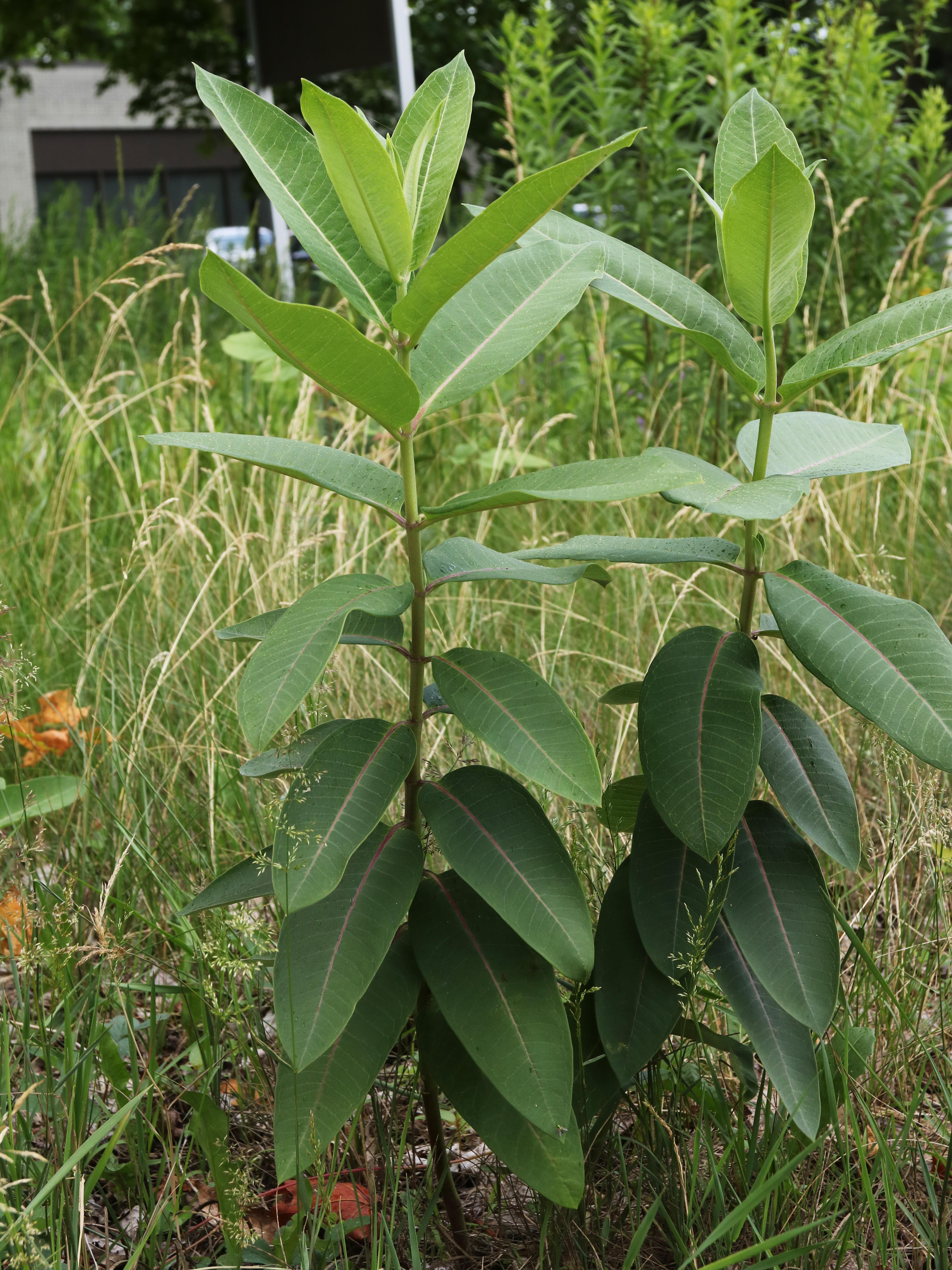 Asclépiade commune (Asclepias syriaca)_20