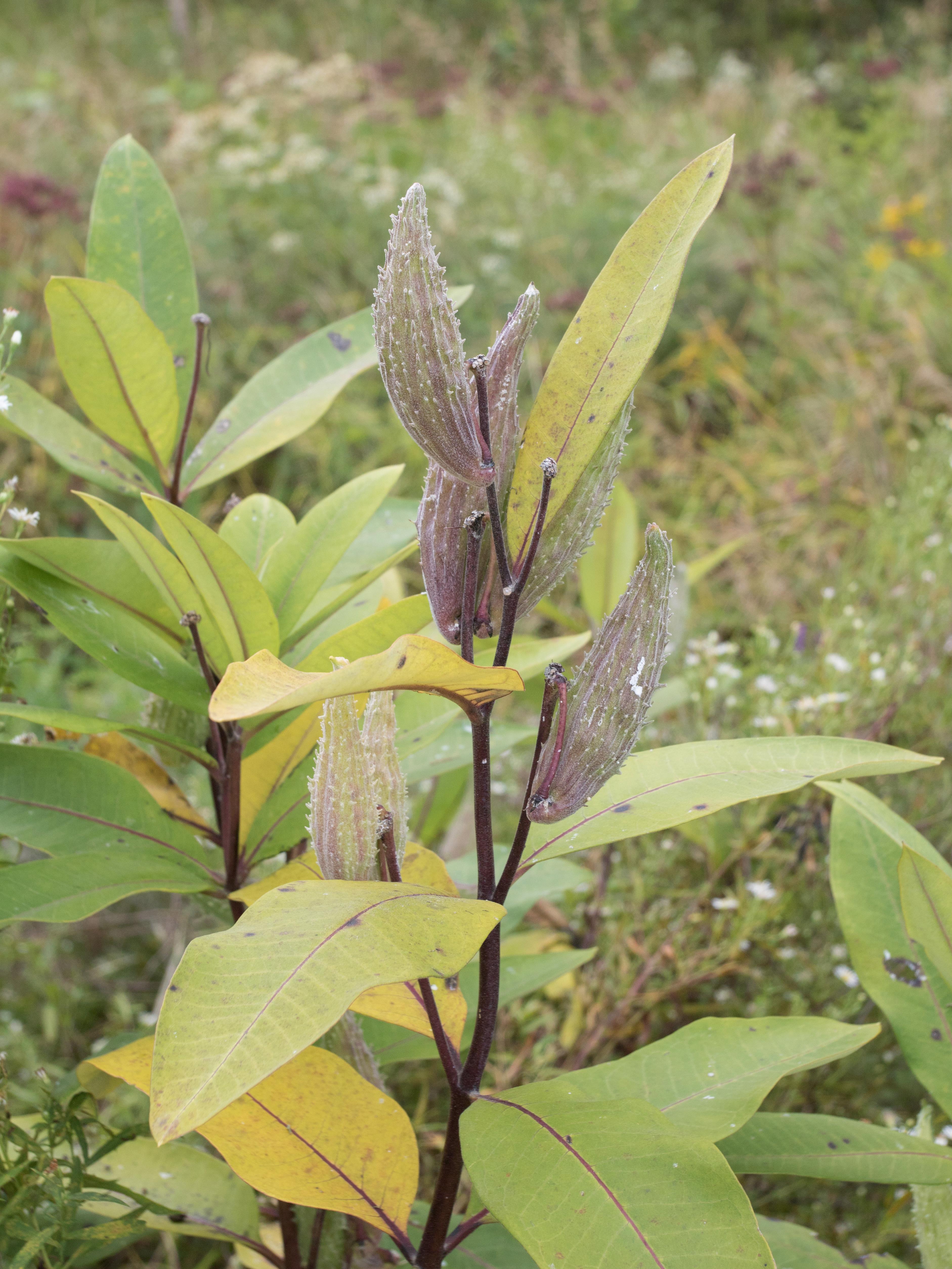 Asclépiade commune (Asclepias syriaca)_24