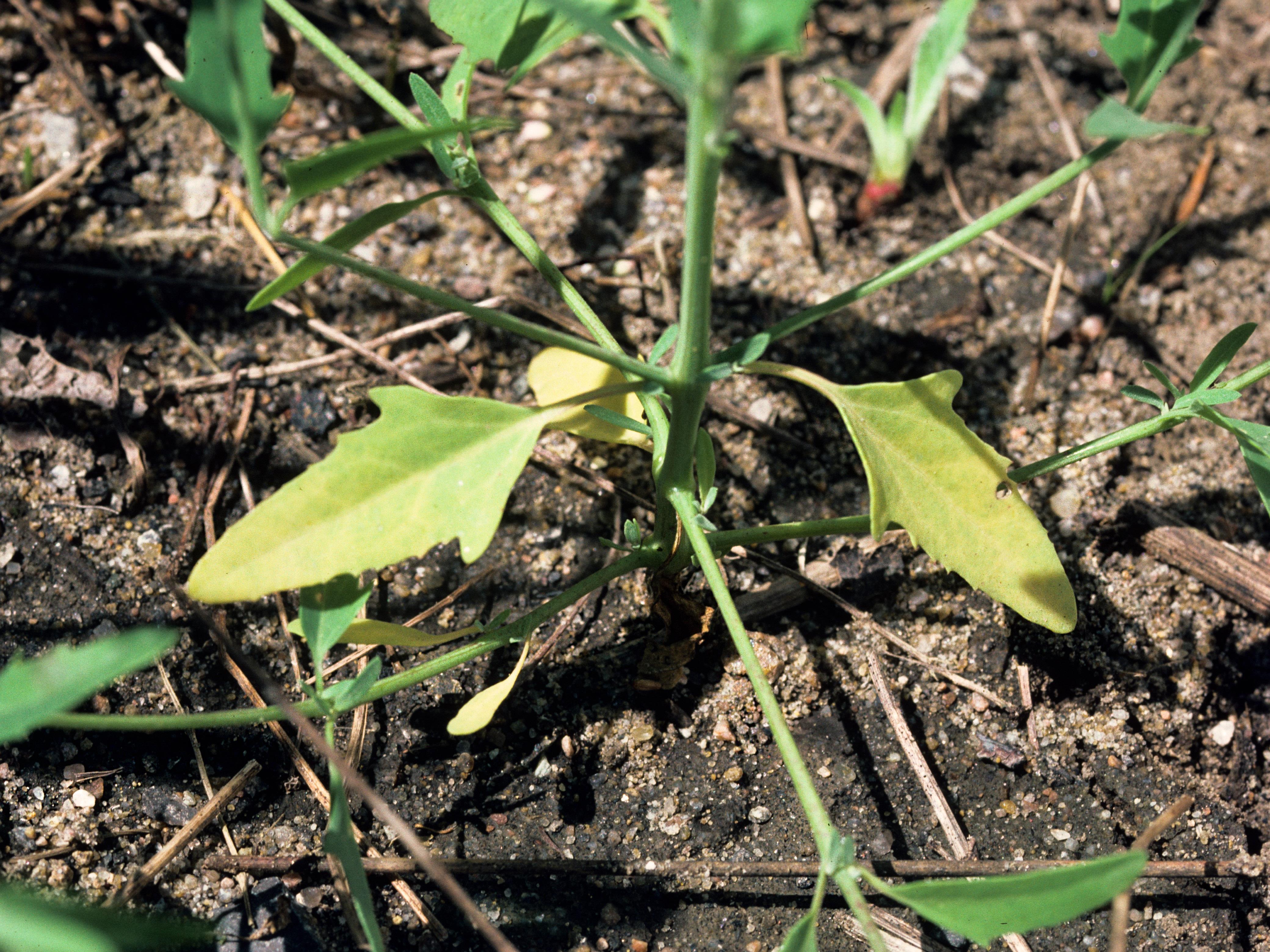 Arroche étalée(Atriplex patula)_5