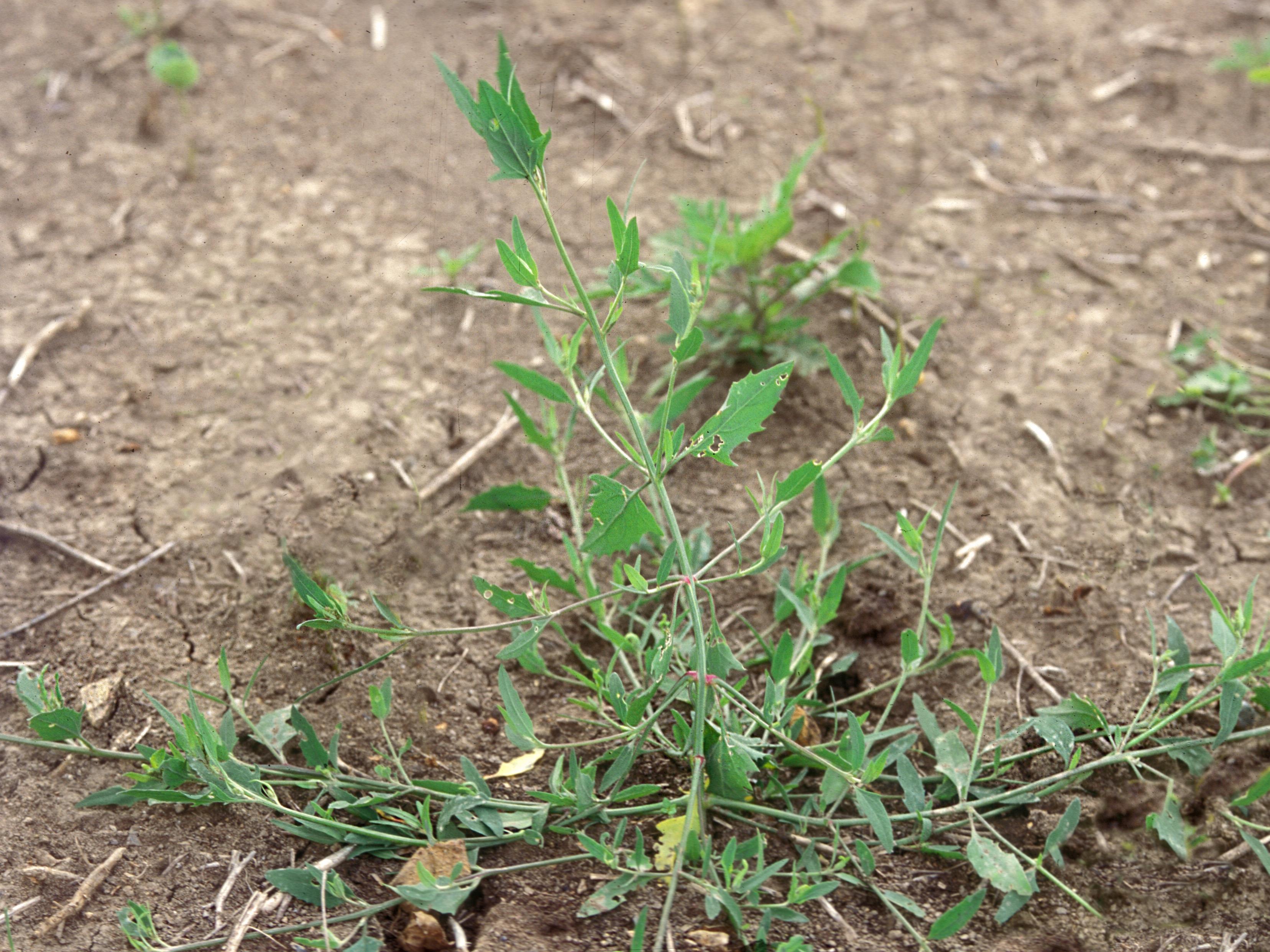 Arroche étalée(Atriplex patula)_8