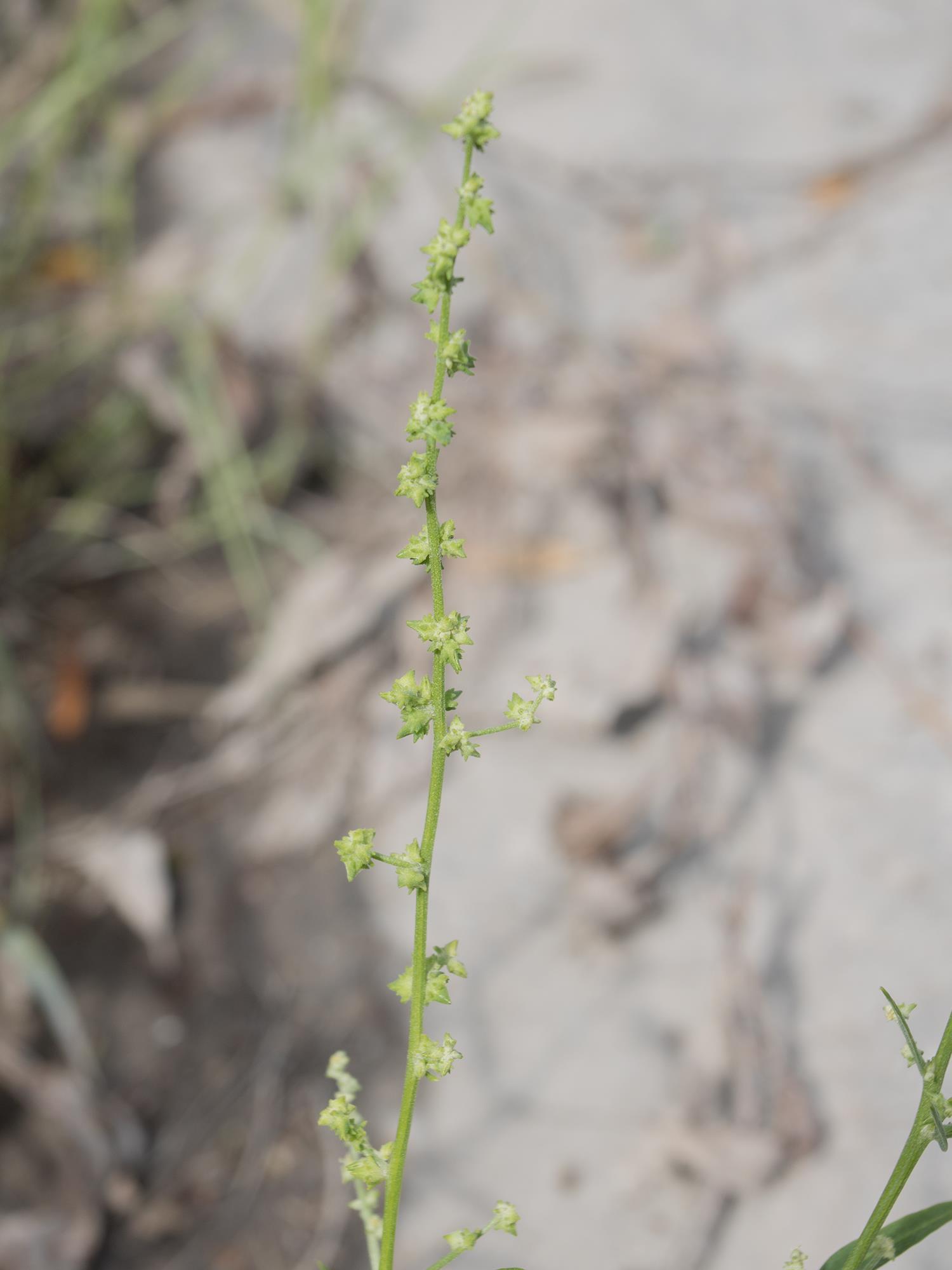 Arroche étalée(Atriplex patula)_16