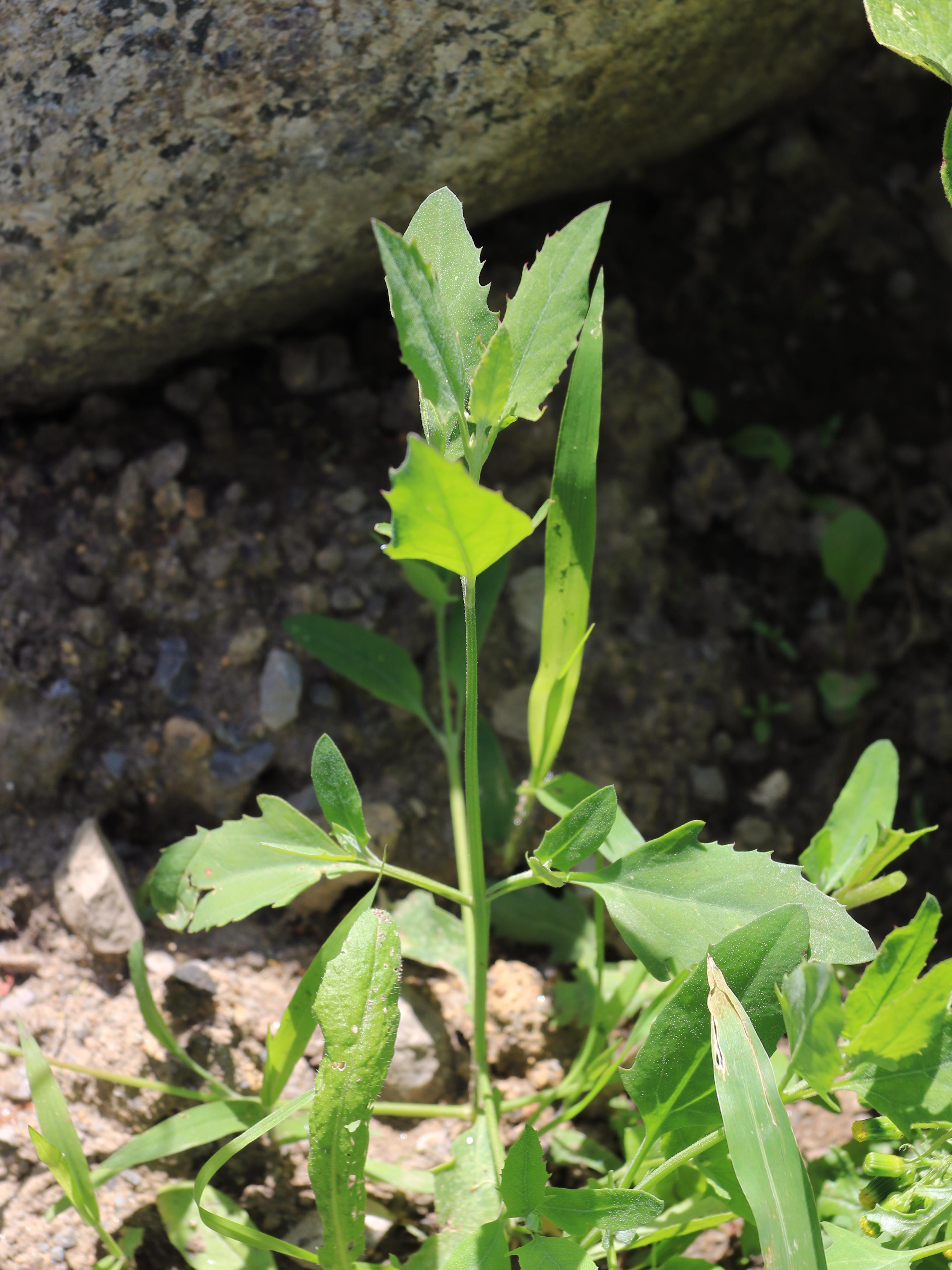 Arroche étalée(Atriplex patula)_21