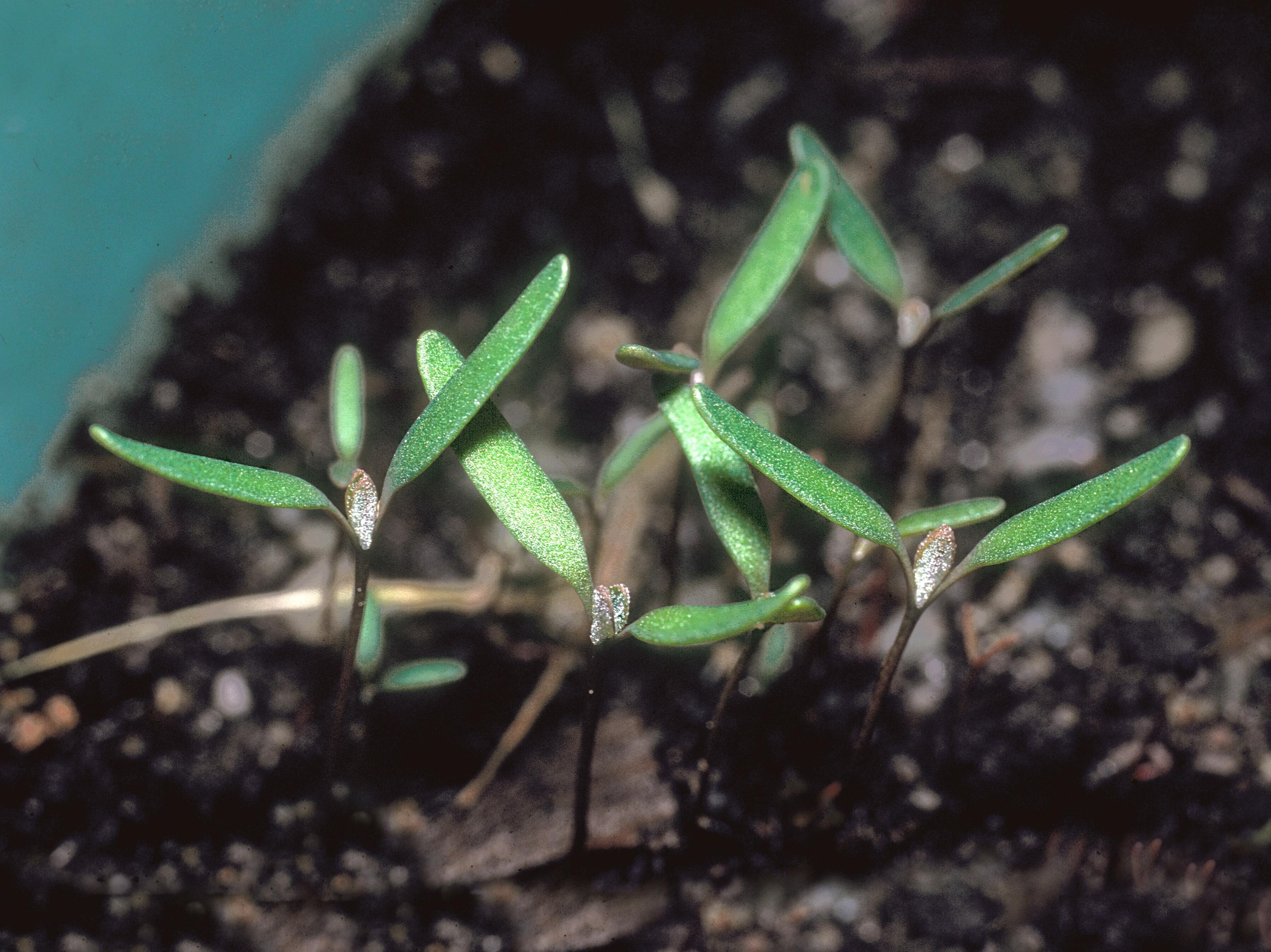 Arroche hastée(Atriplex prostrata)_2