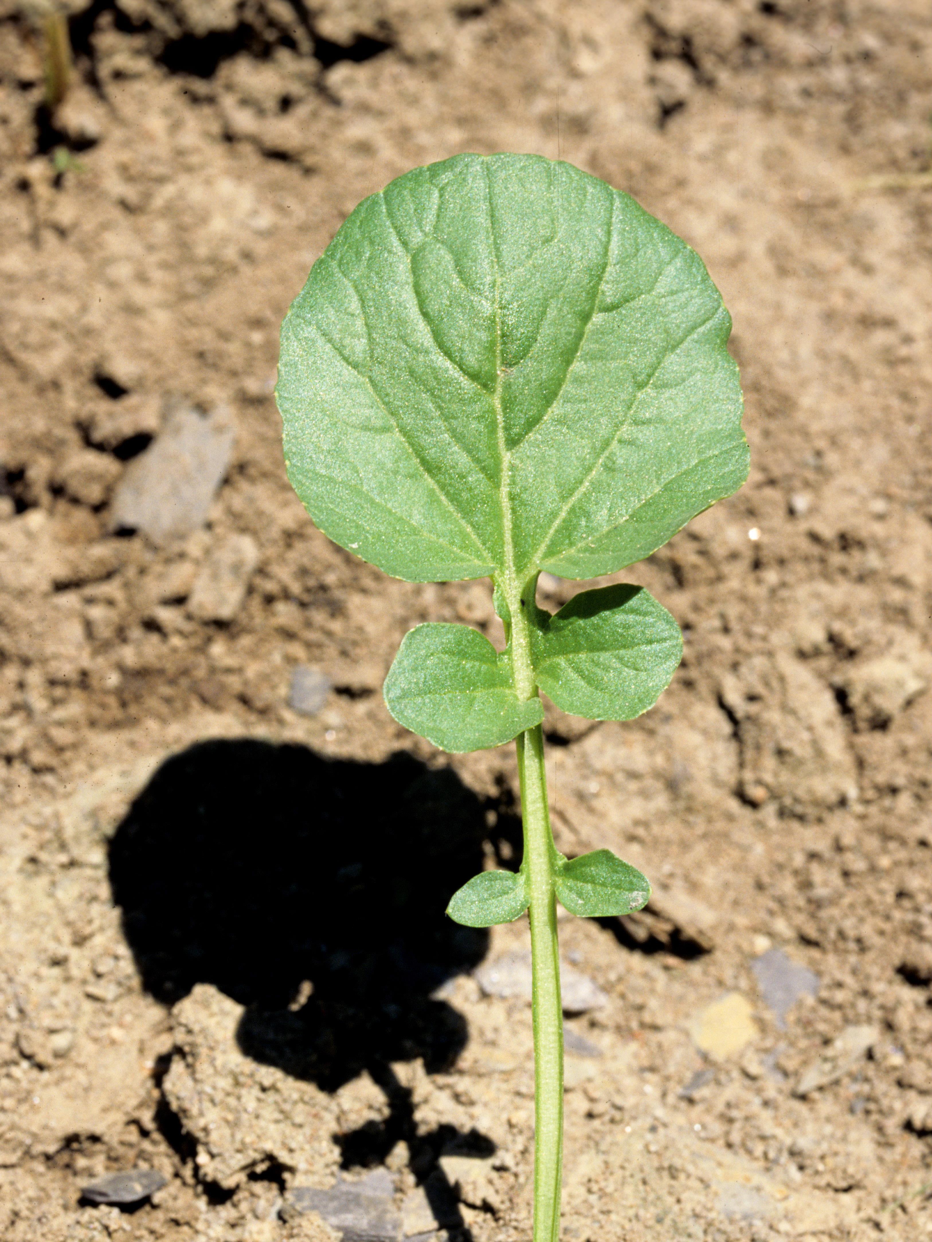 Barbarée vulgaire(Barbarea vulgaris)_3