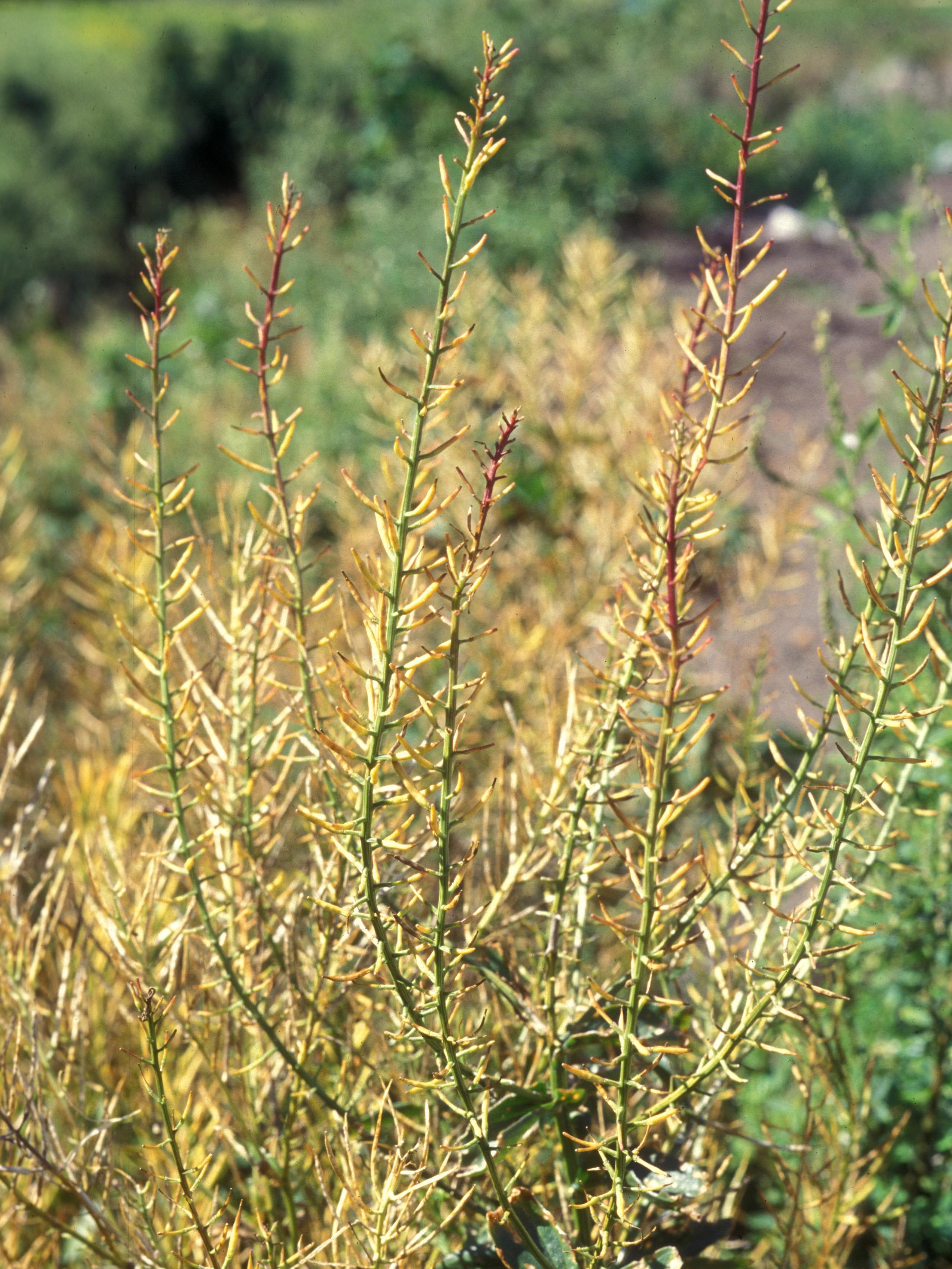 Barbarée vulgaire(Barbarea vulgaris)_10