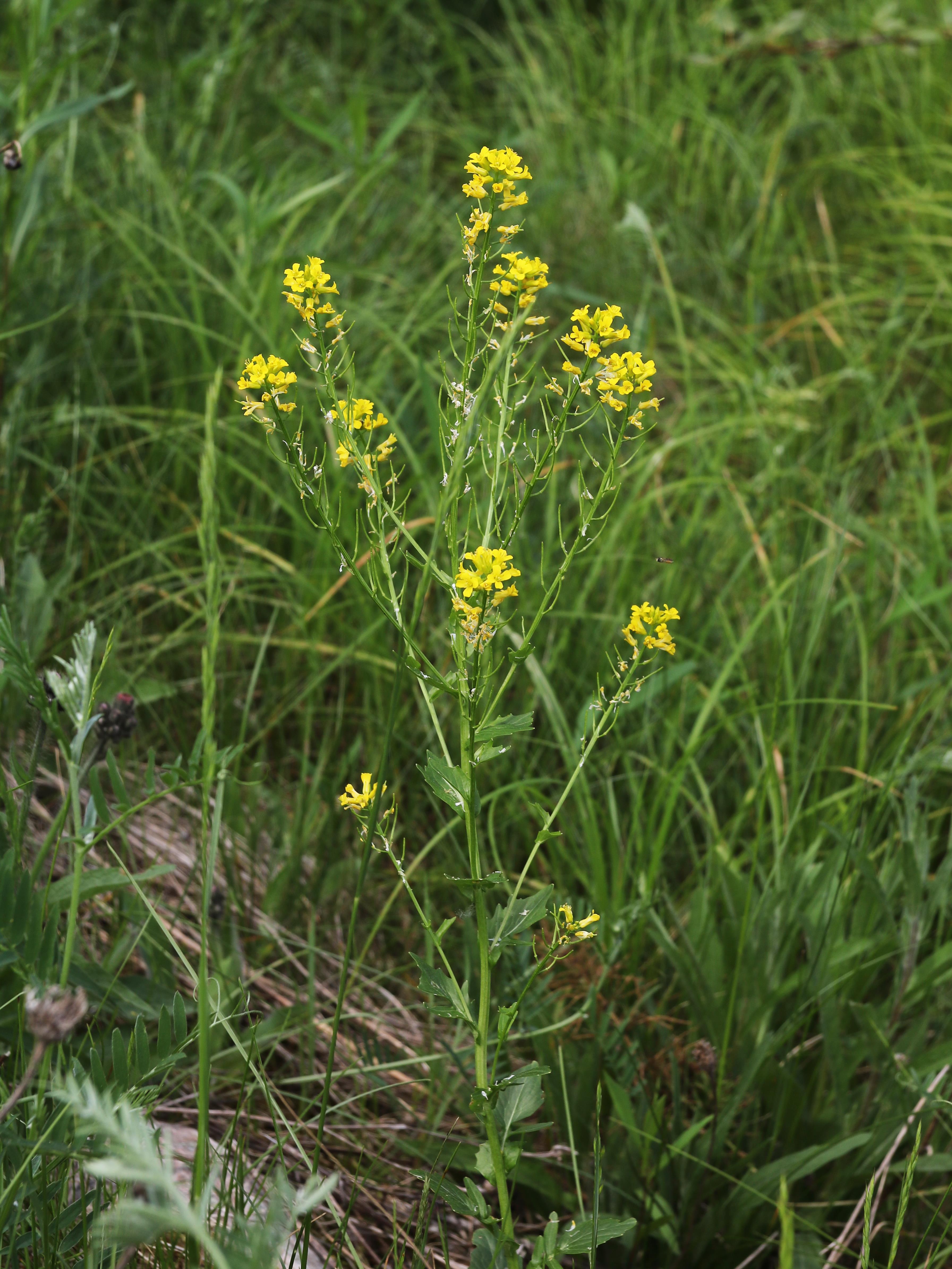 Barbarée vulgaire(Barbarea vulgaris)_17