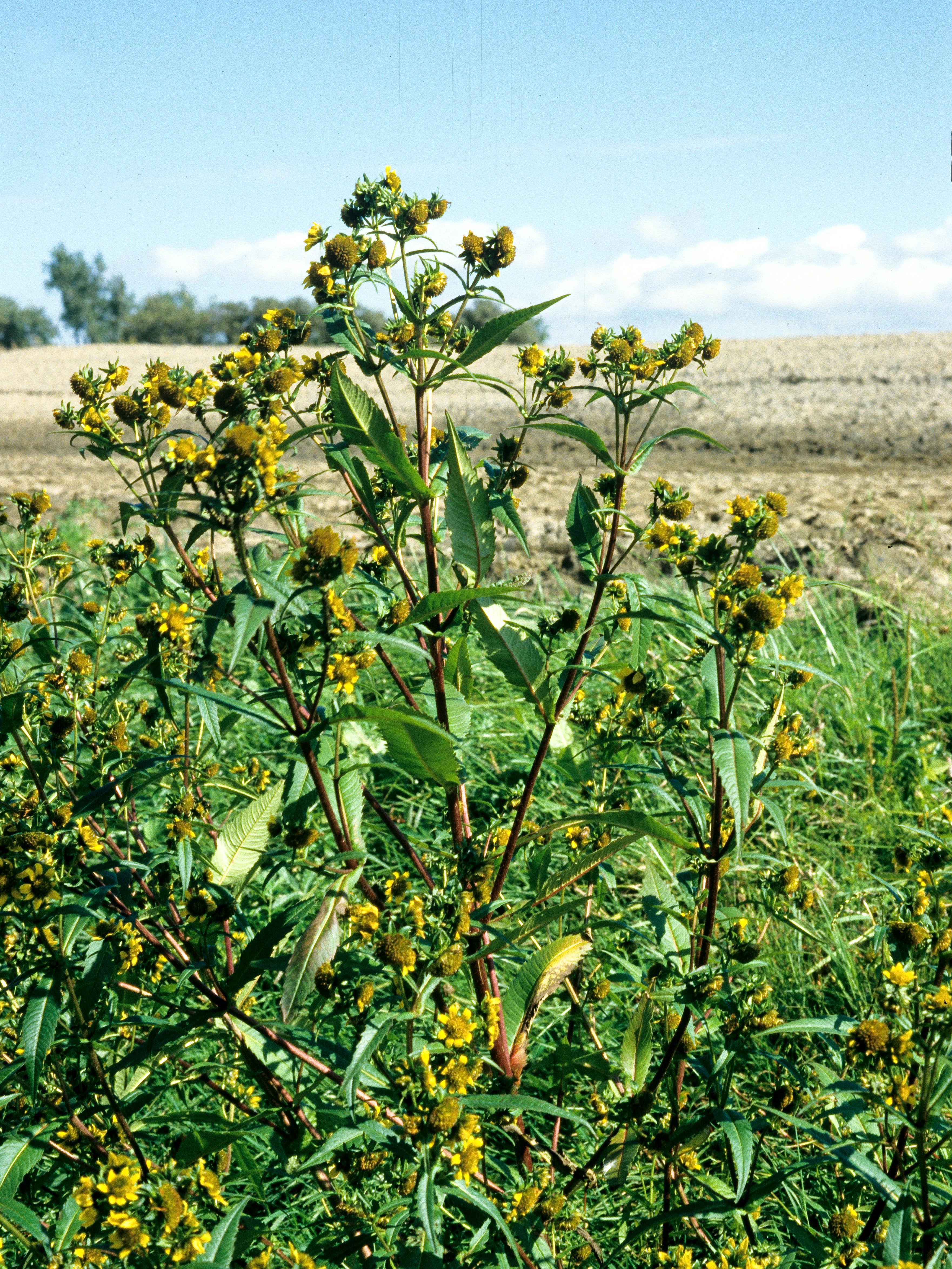 Bident penché(Bidens cernua)_4