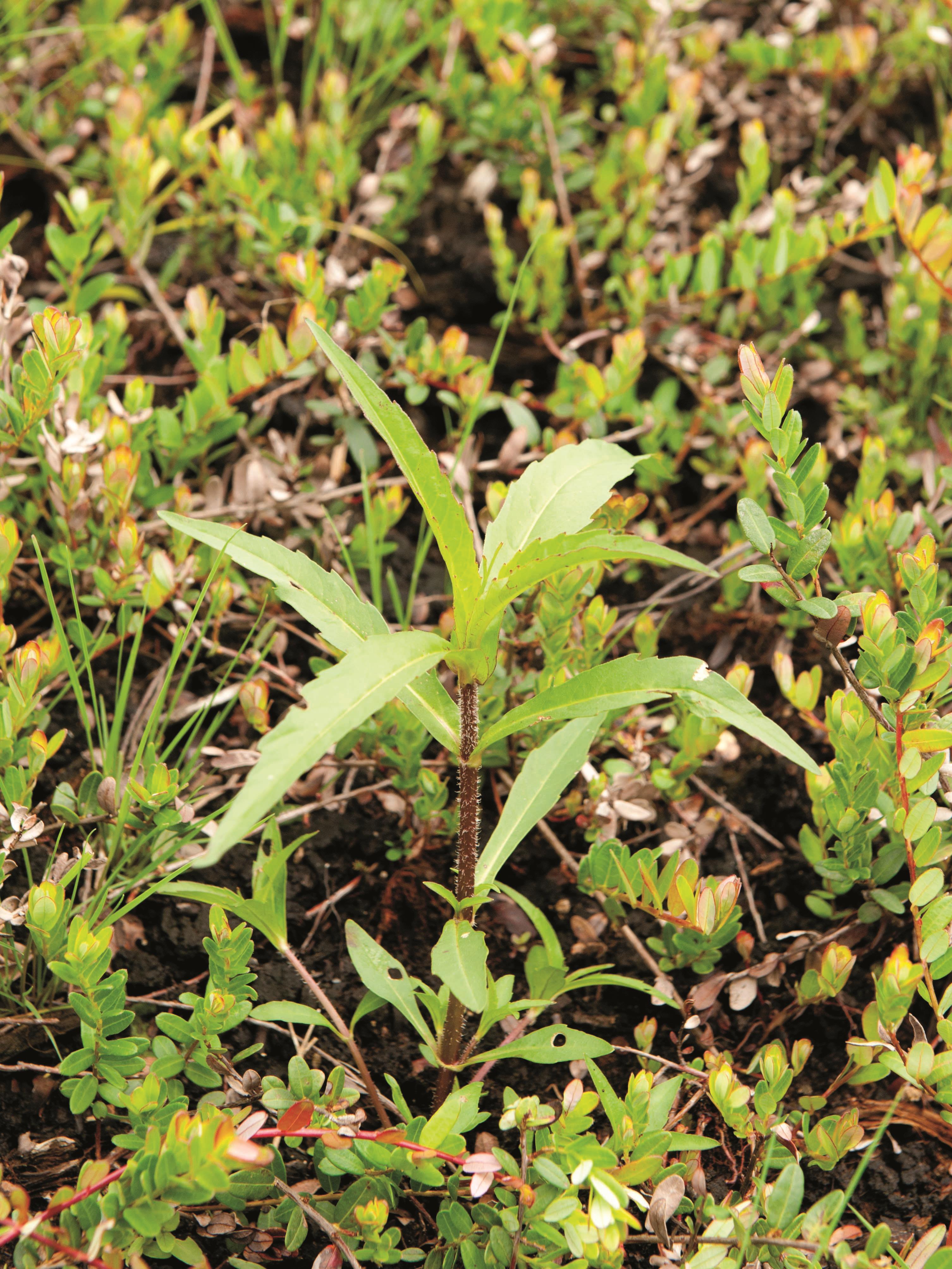 Bident penché(Bidens cernua)_7