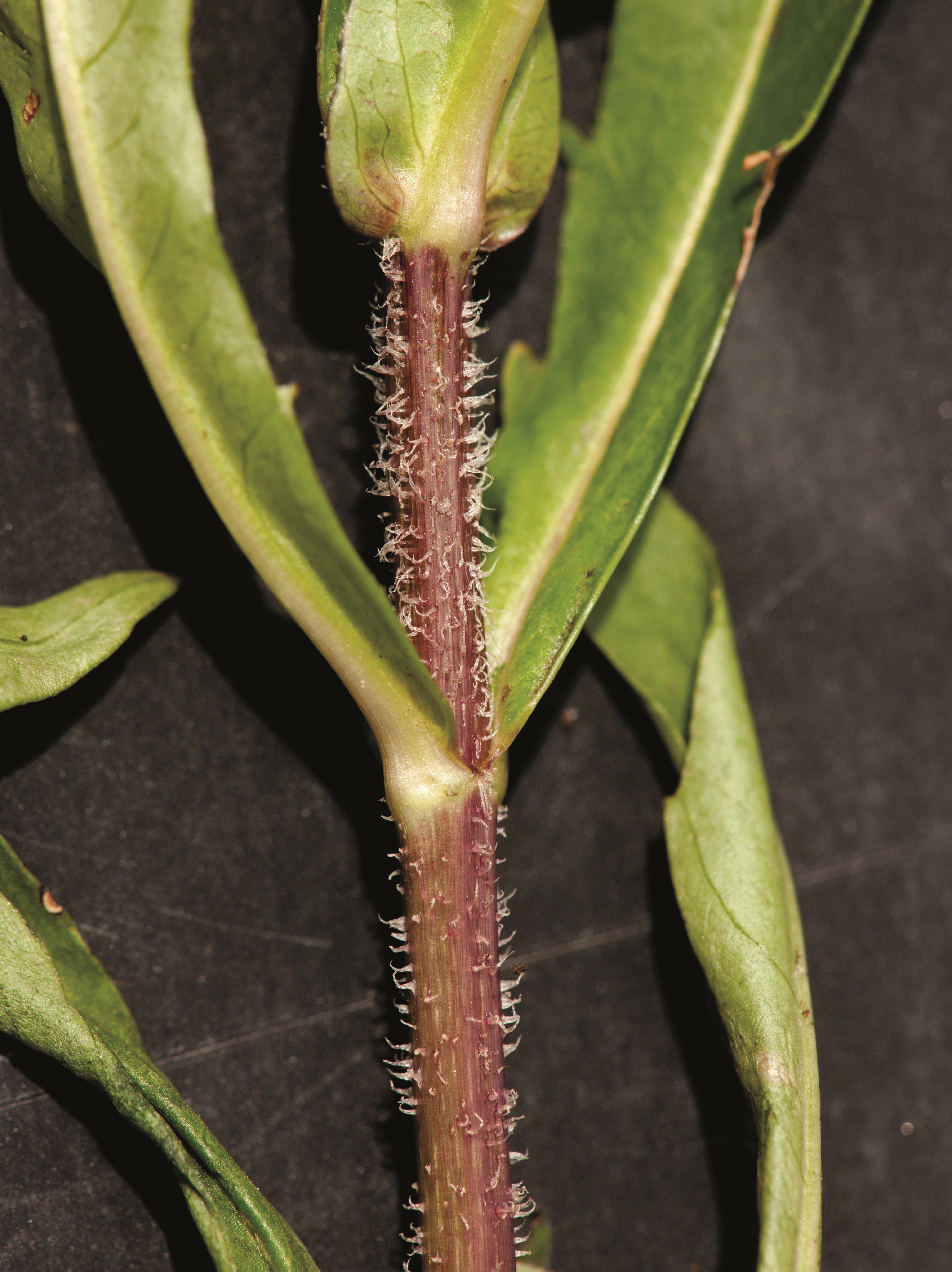 Bident penché(Bidens cernua)_8