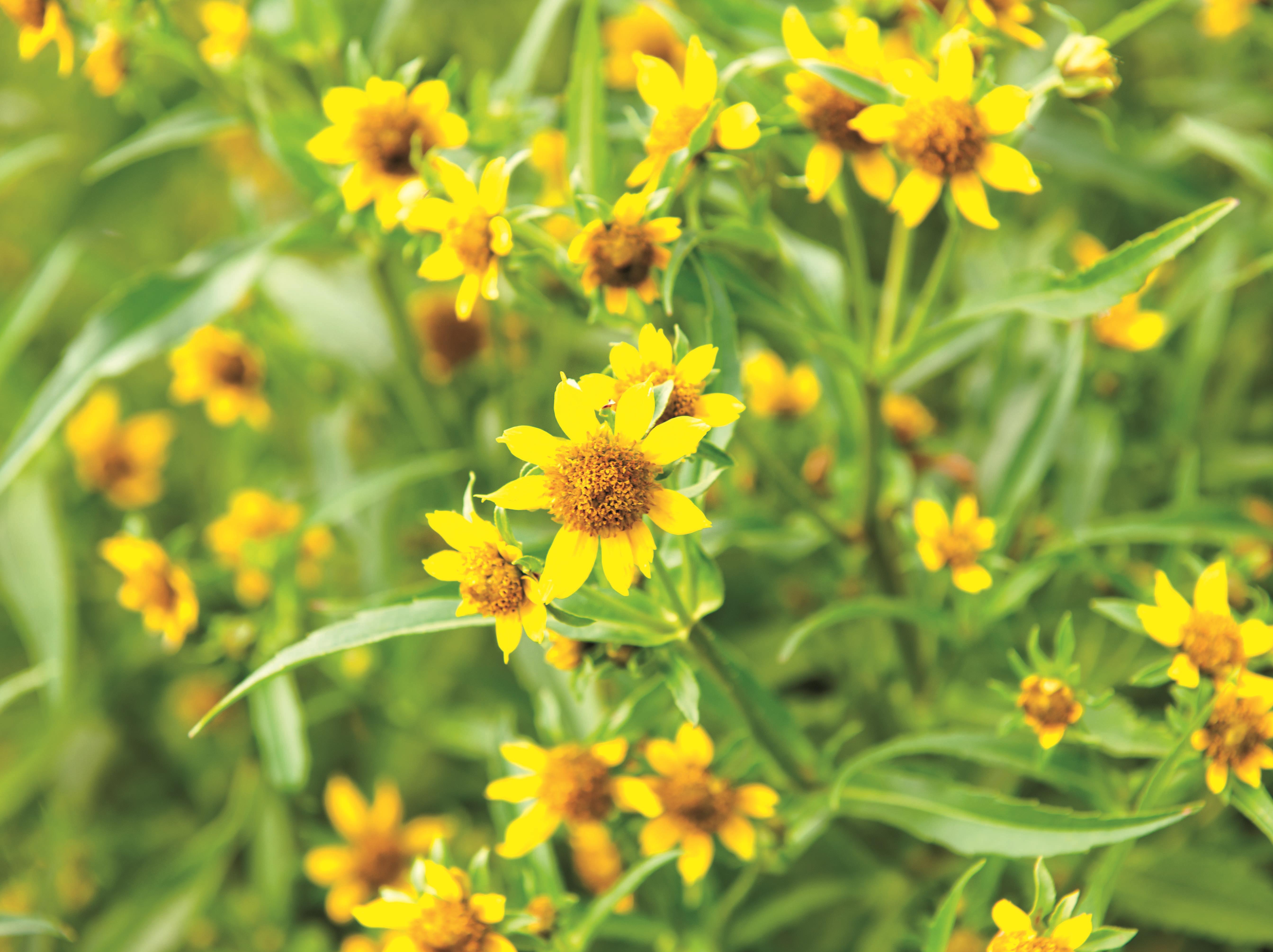 Bident penché(Bidens cernua)_9