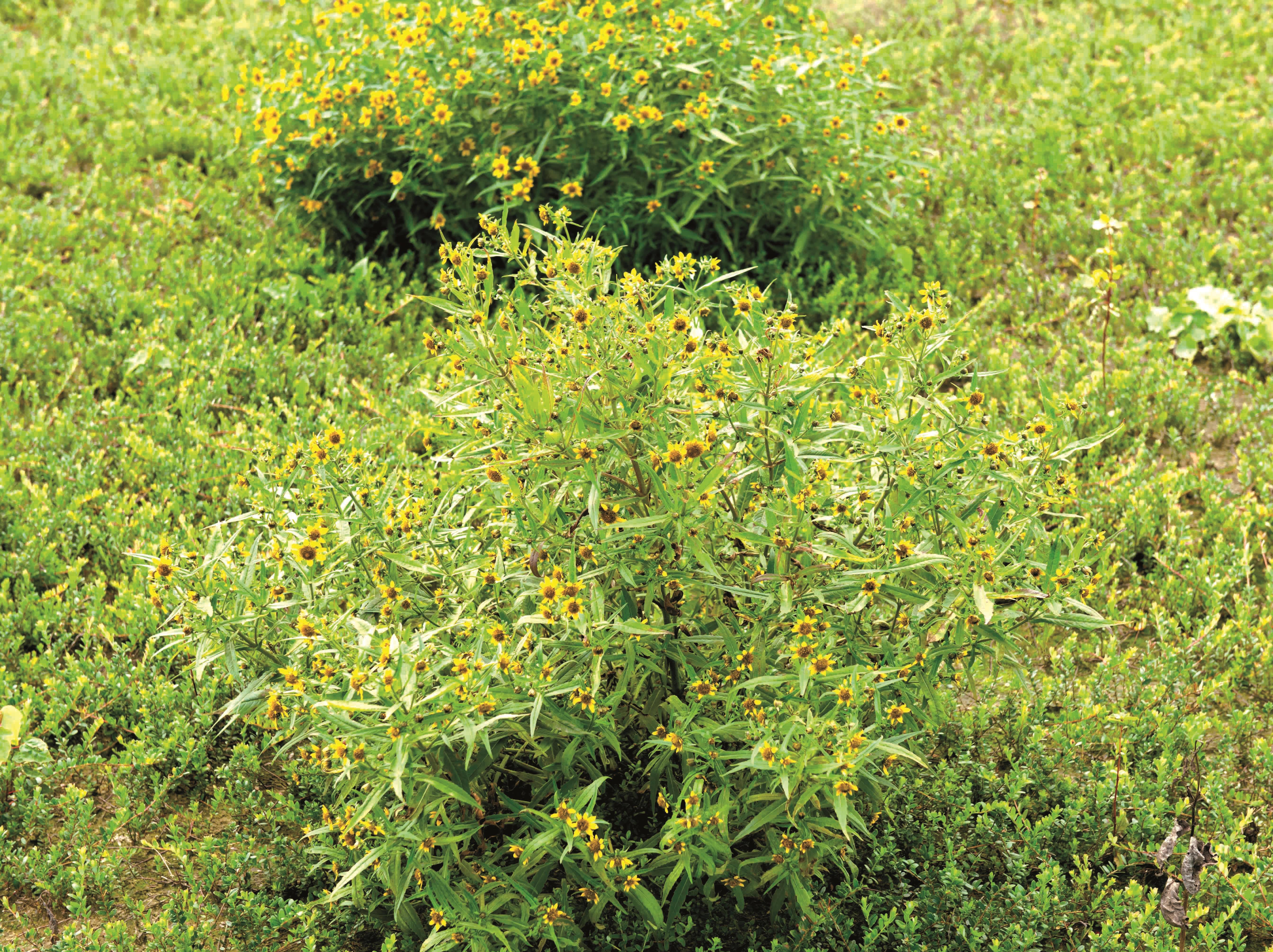 Bident penché(Bidens cernua)_10