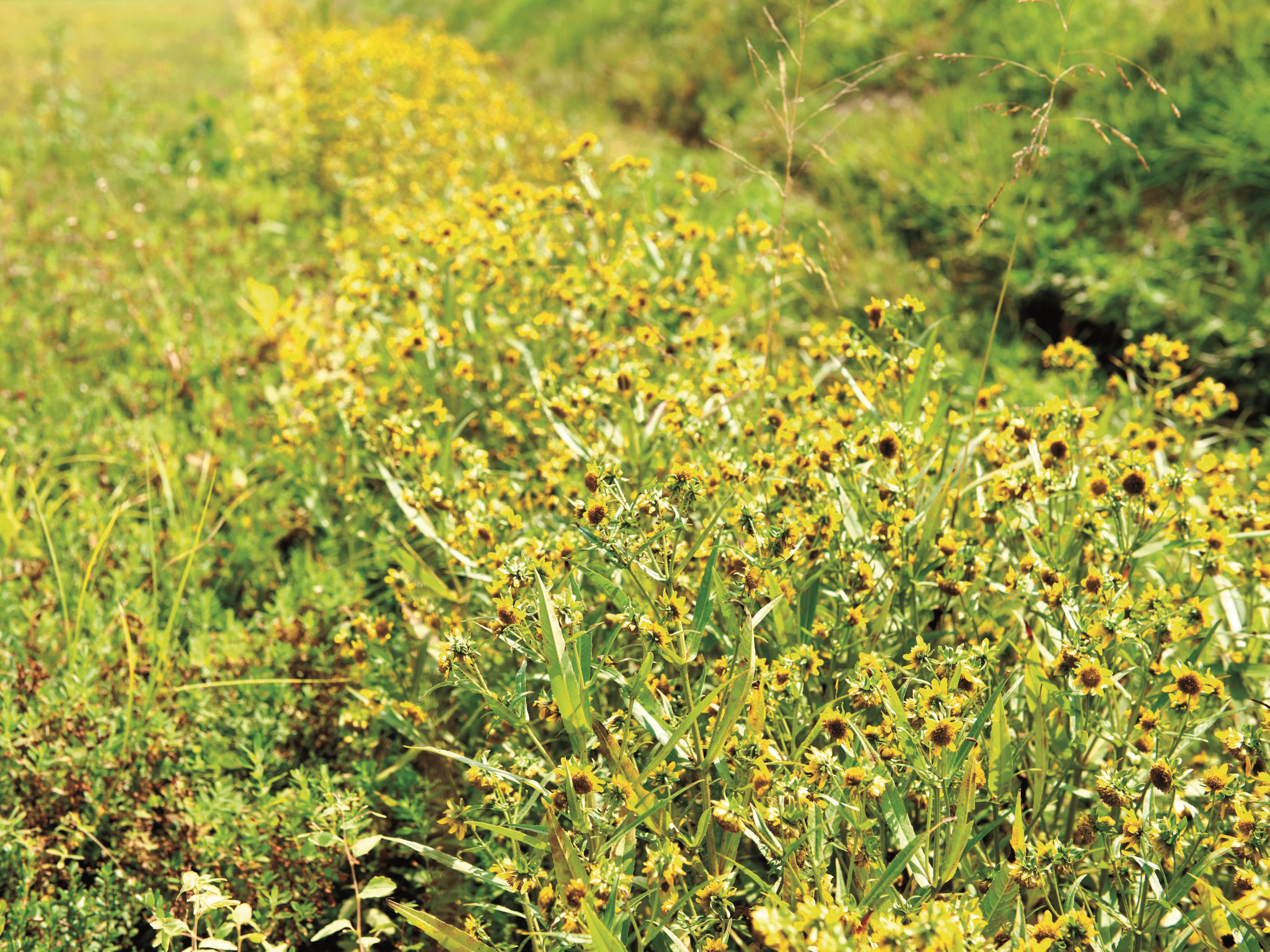 Bident penché(Bidens cernua)_11