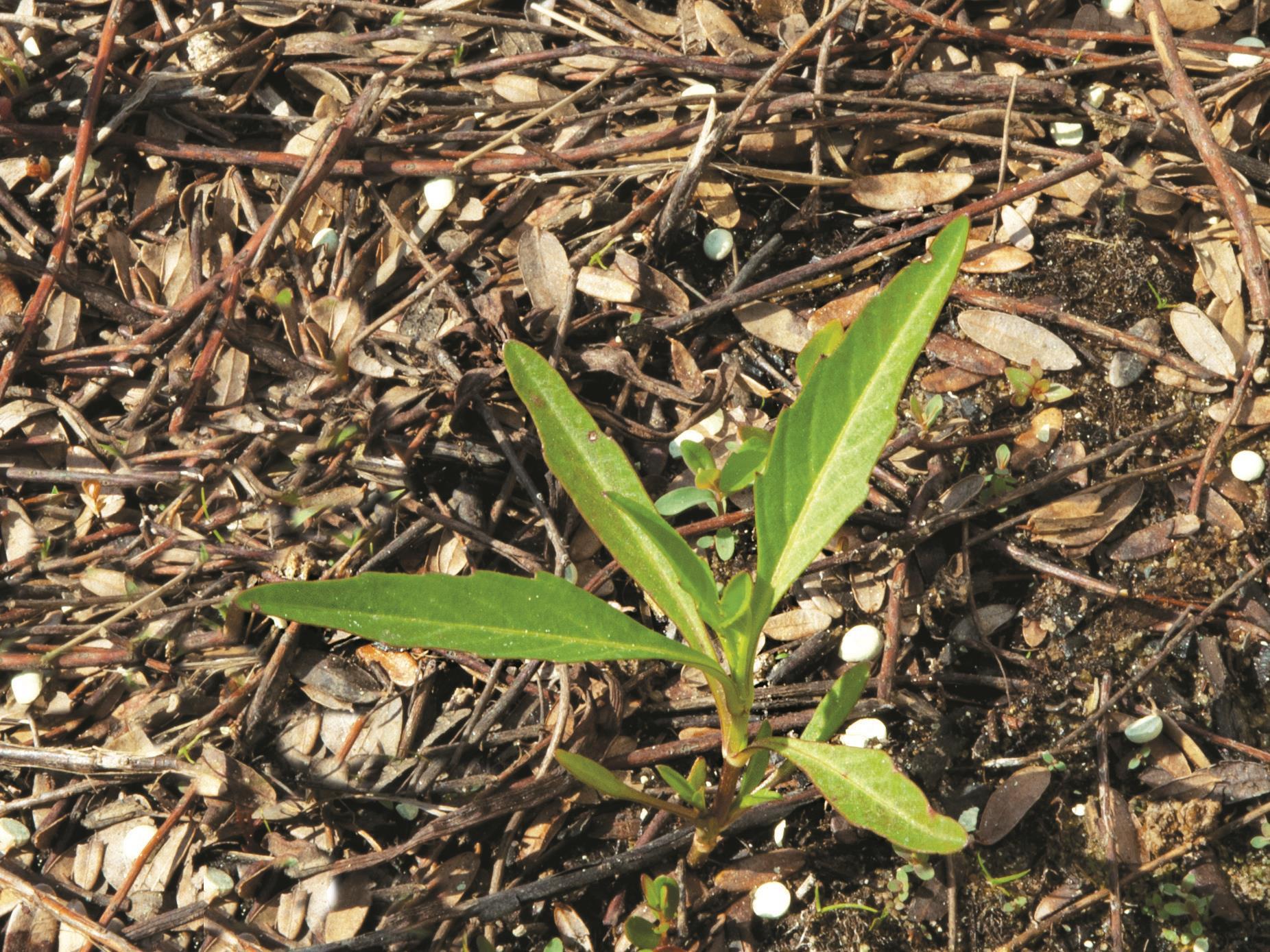 Bident penché(Bidens cernua)_12