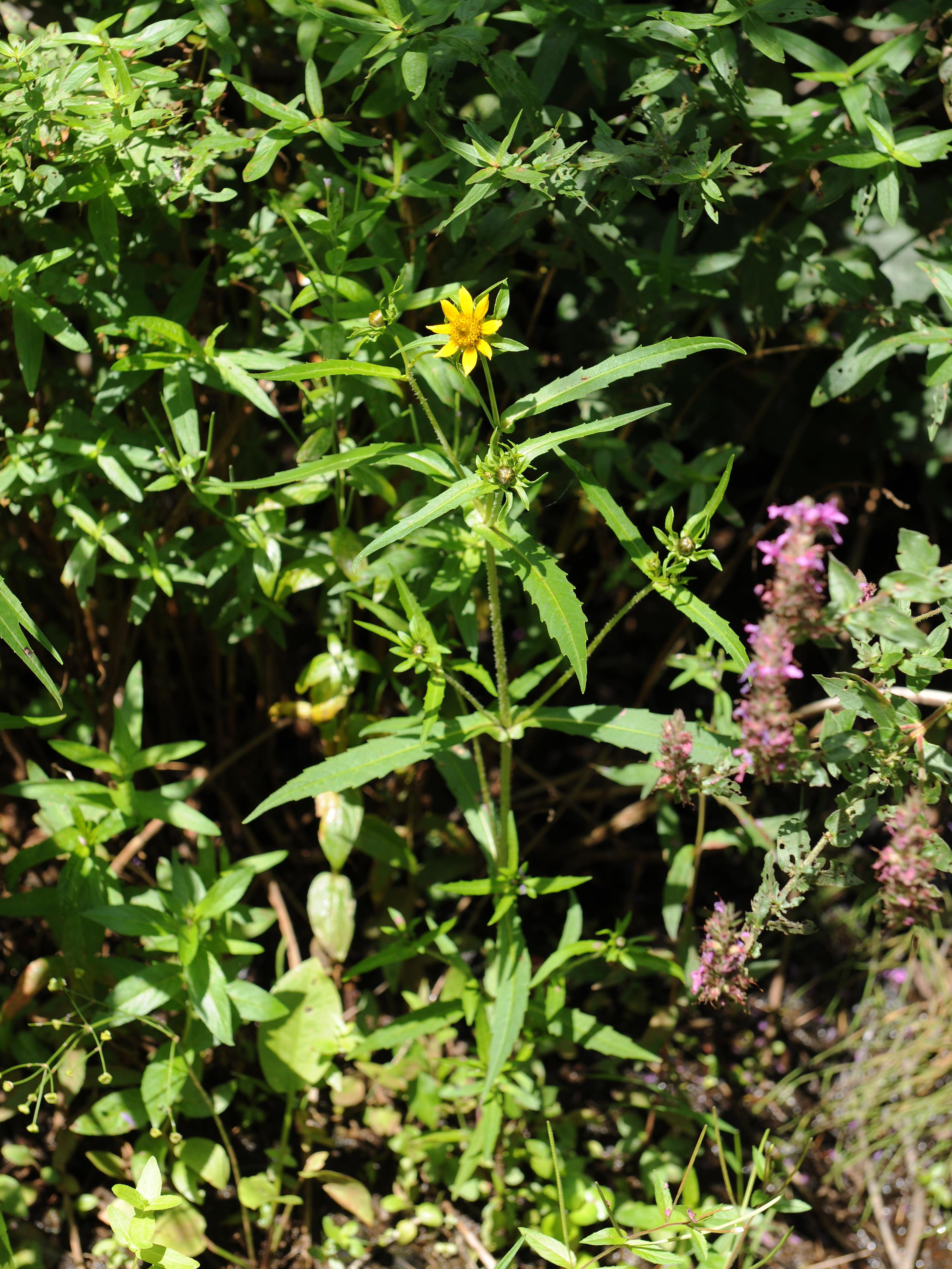 Bident penché(Bidens cernua)_20