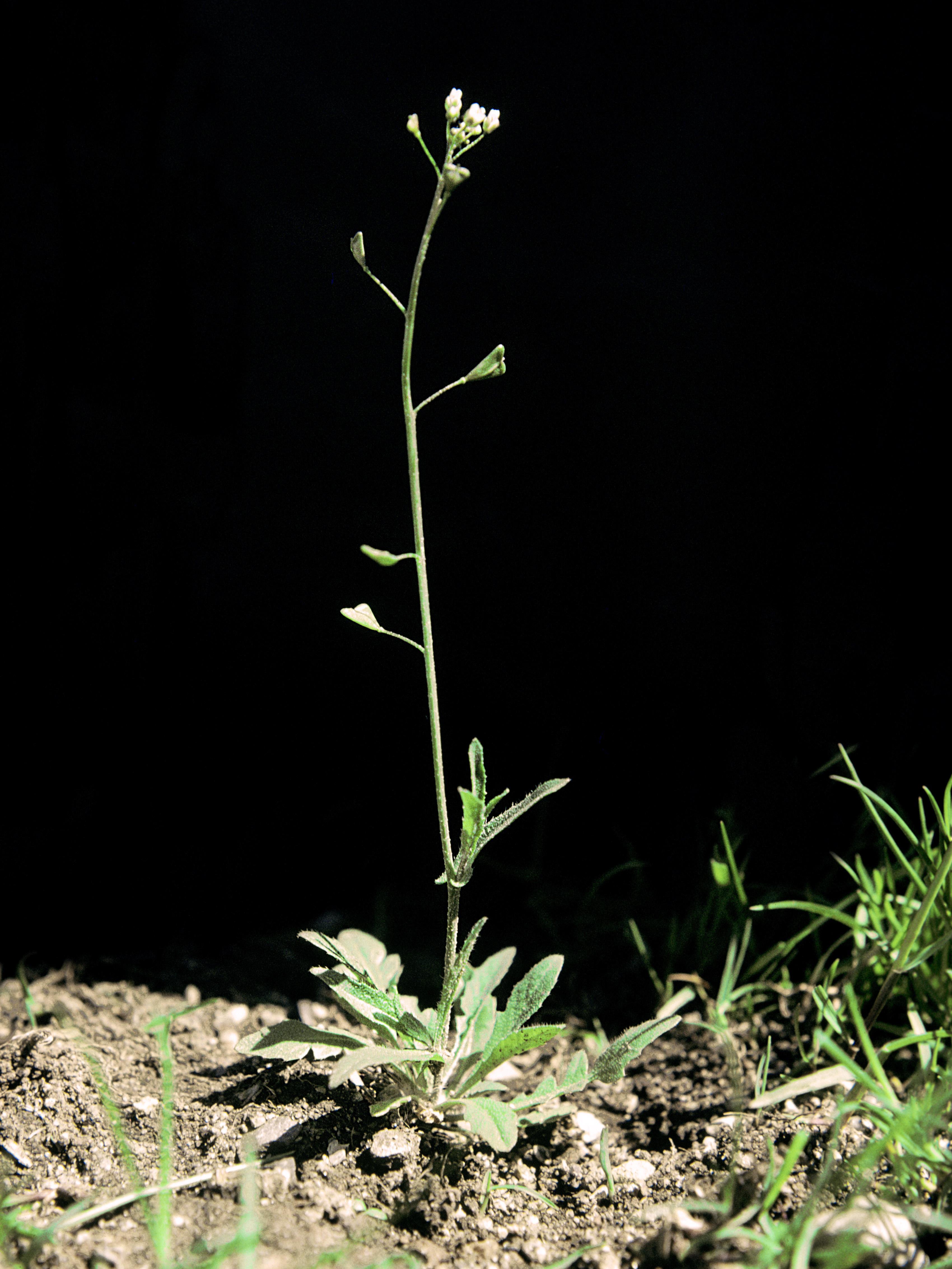 Bourse pasteur(Capsella bursa-pastoris)_5