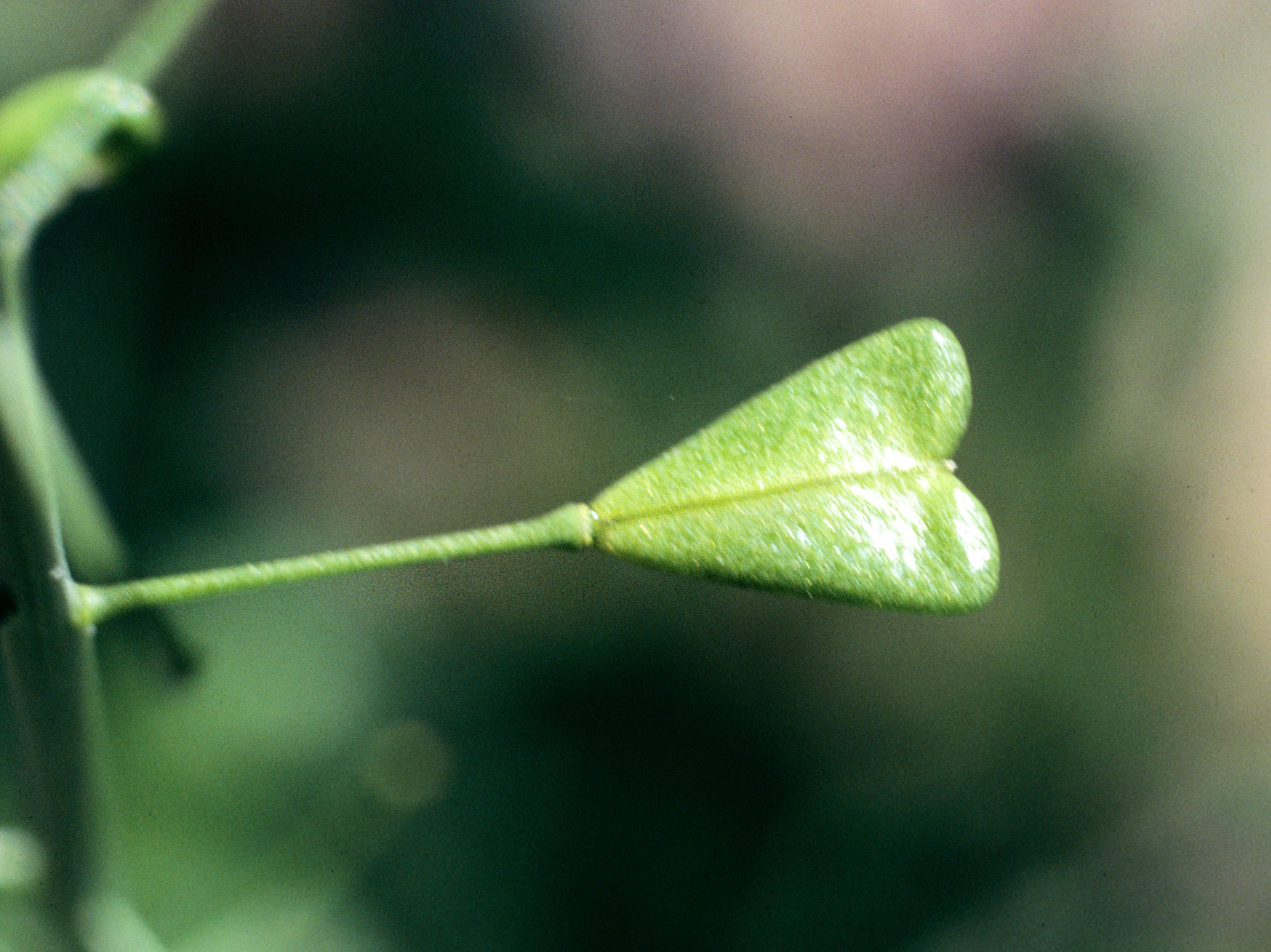 Bourse pasteur(Capsella bursa-pastoris)_6