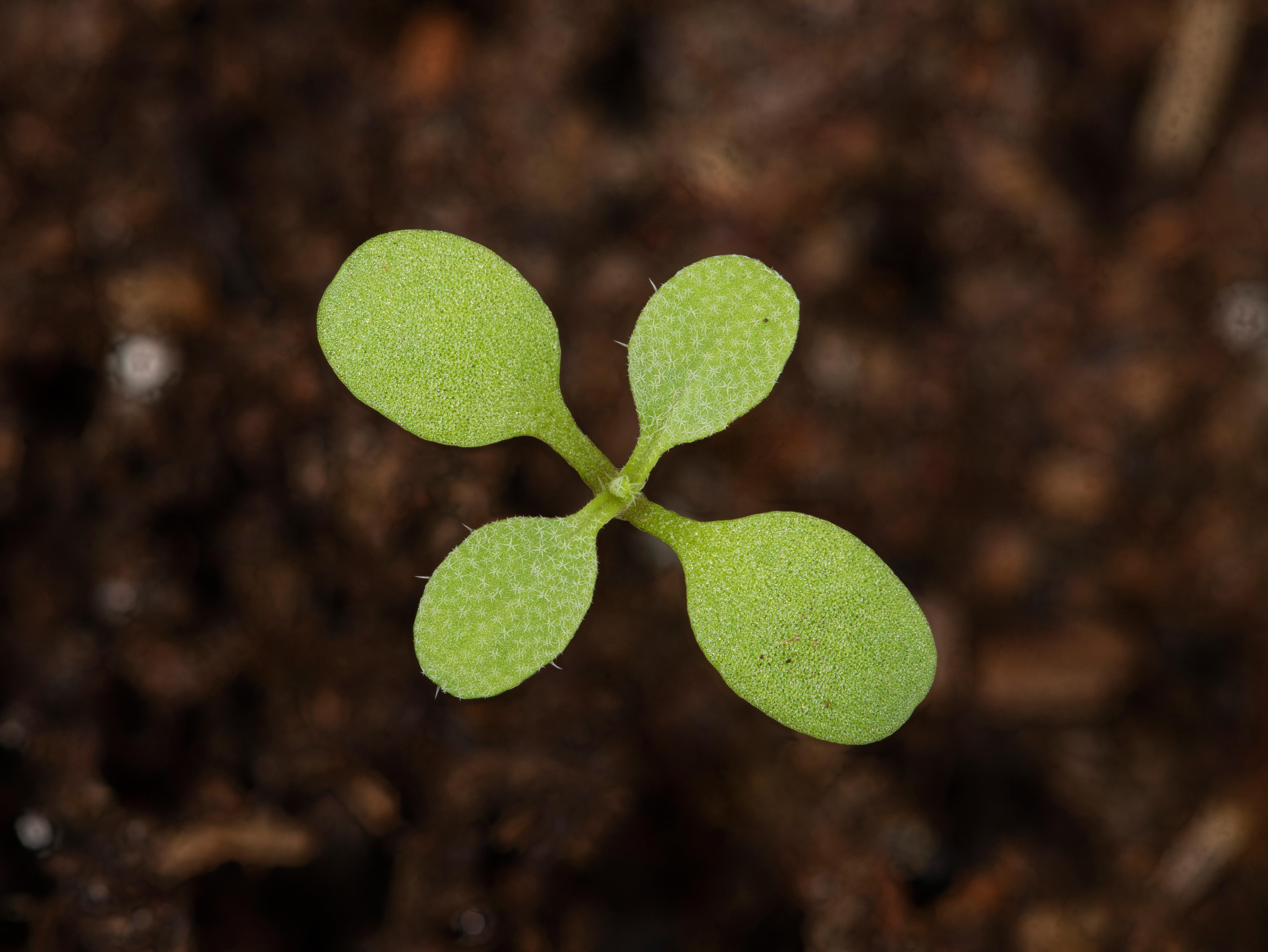 Bourse pasteur(Capsella bursa-pastoris)_12