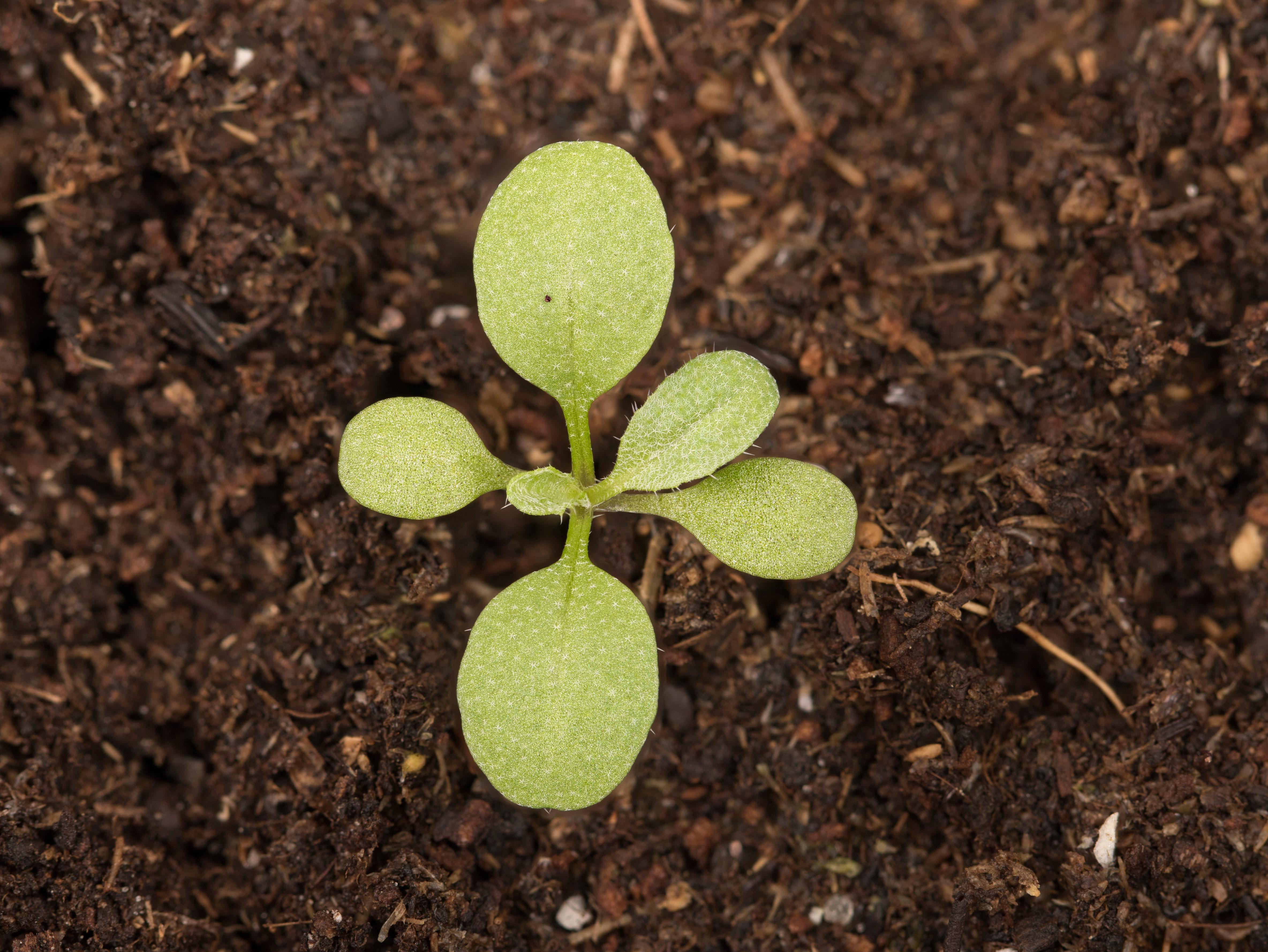 Bourse pasteur(Capsella bursa-pastoris)_13