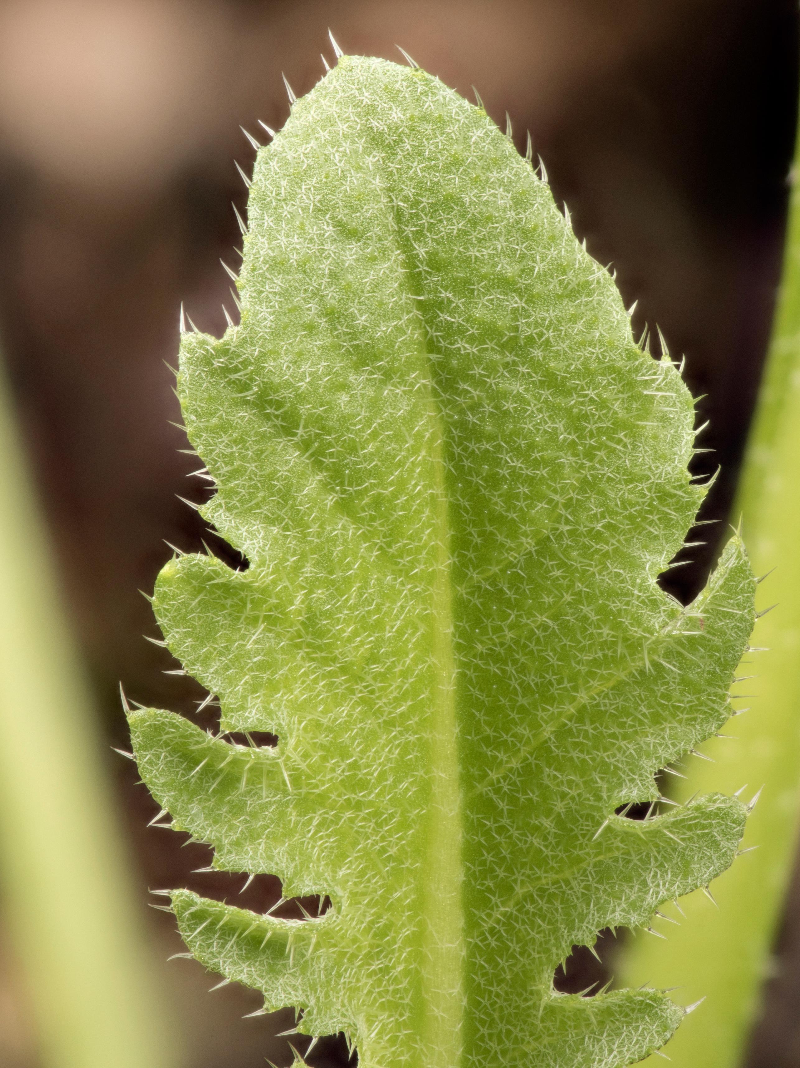 Bourse pasteur(Capsella bursa-pastoris)_16