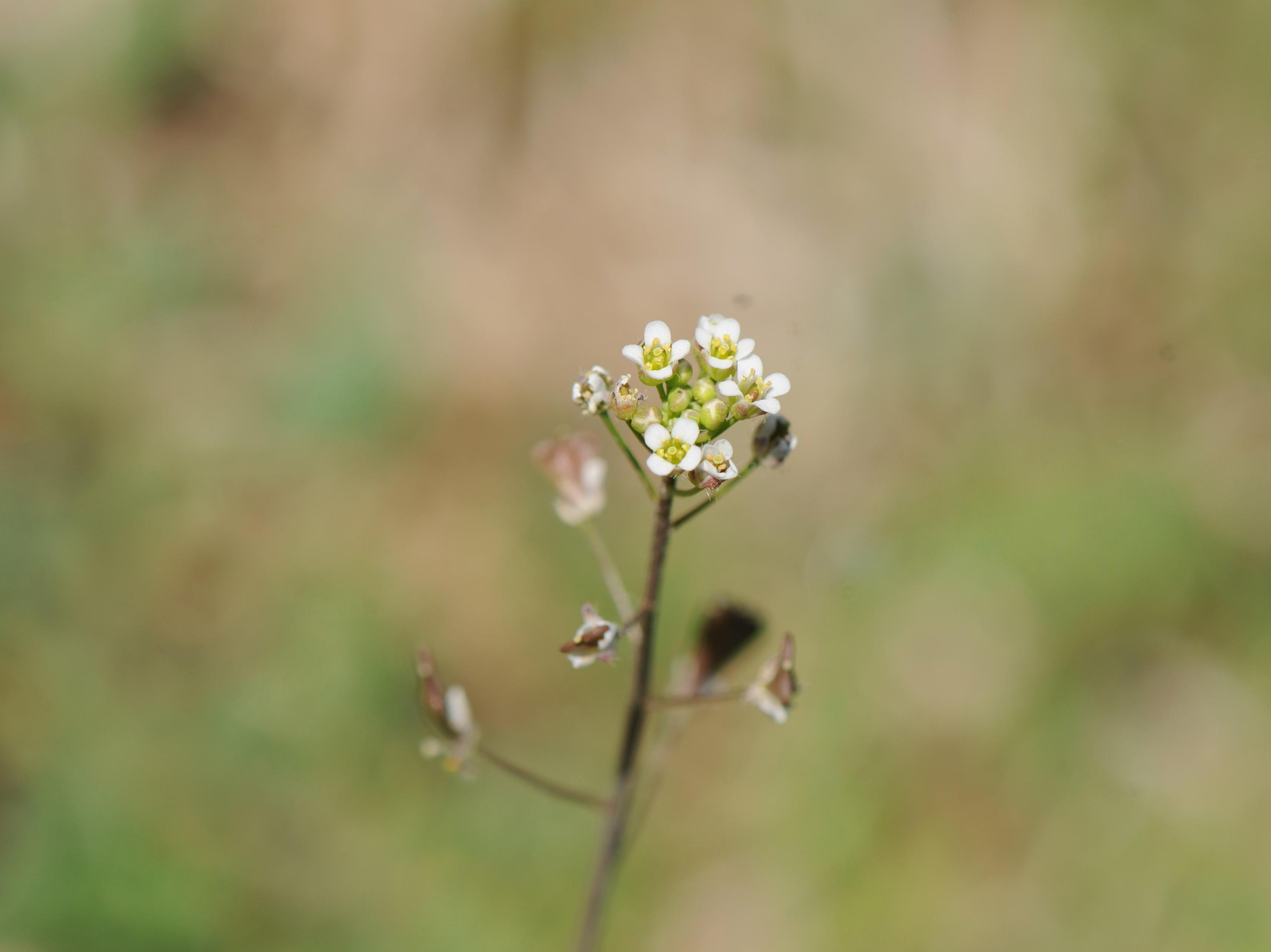 Bourse pasteur(Capsella bursa-pastoris)_17