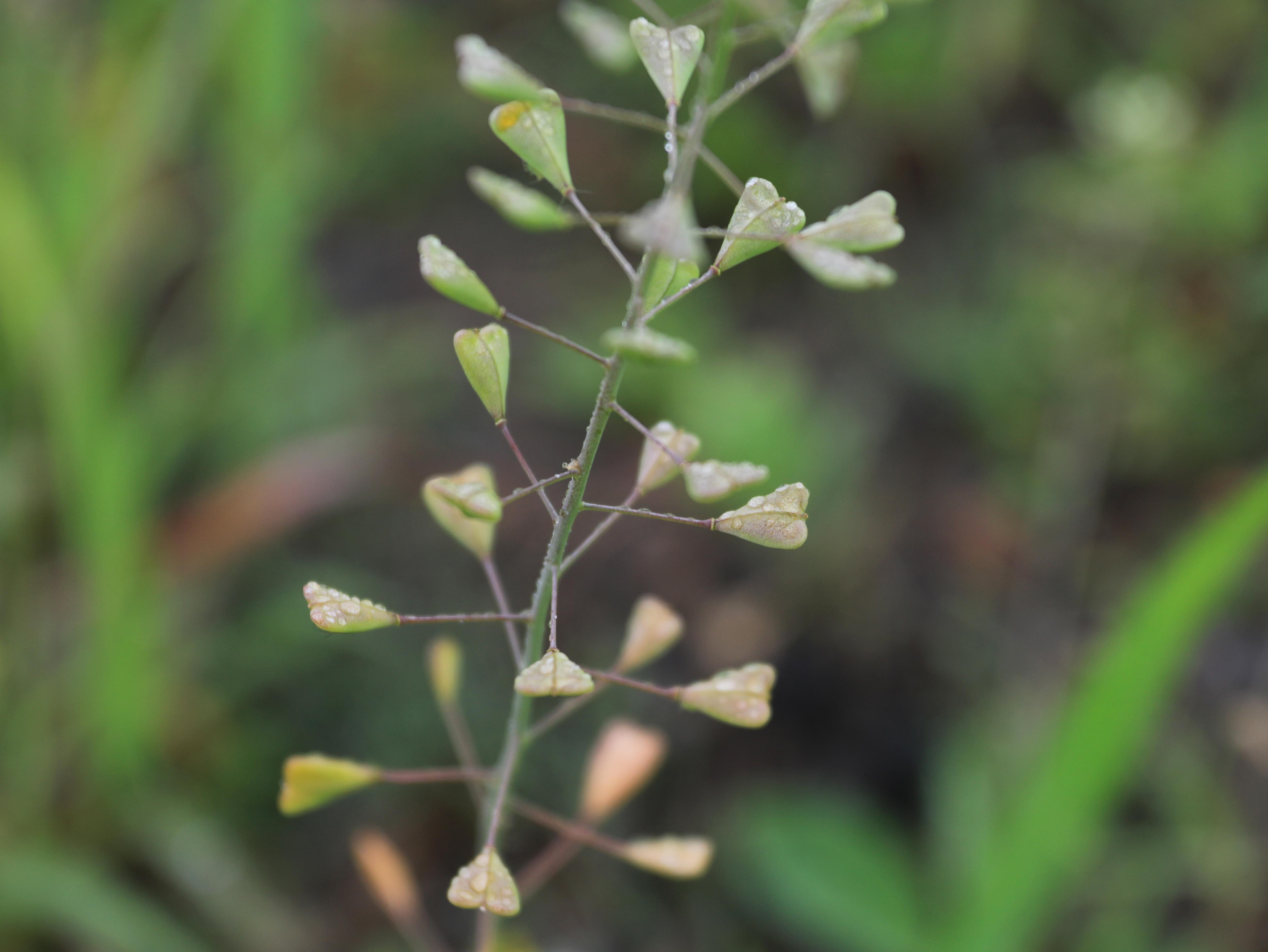 Bourse pasteur(Capsella bursa-pastoris)_19