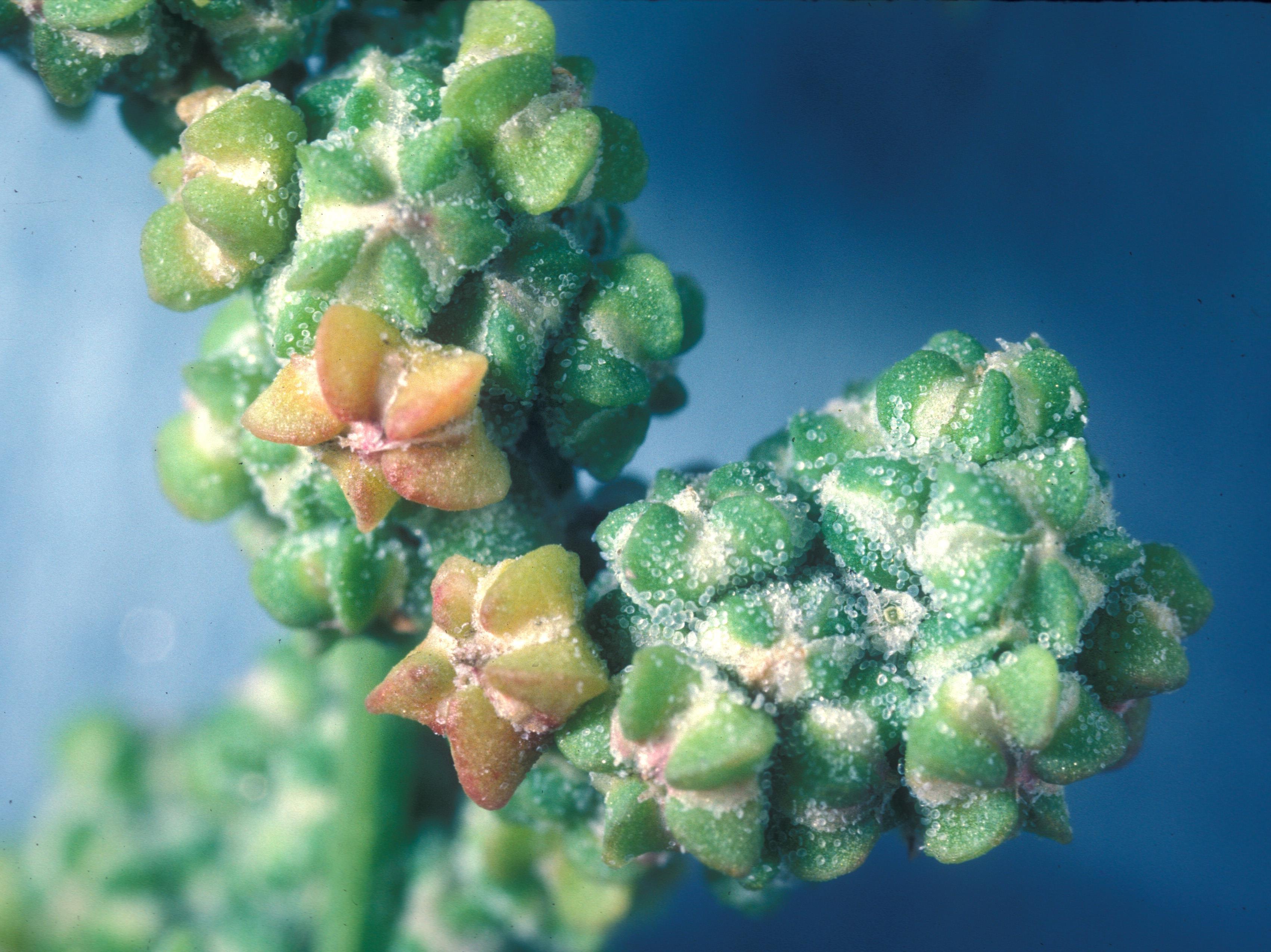 Chénopode blanc(Chenopodium album)_18