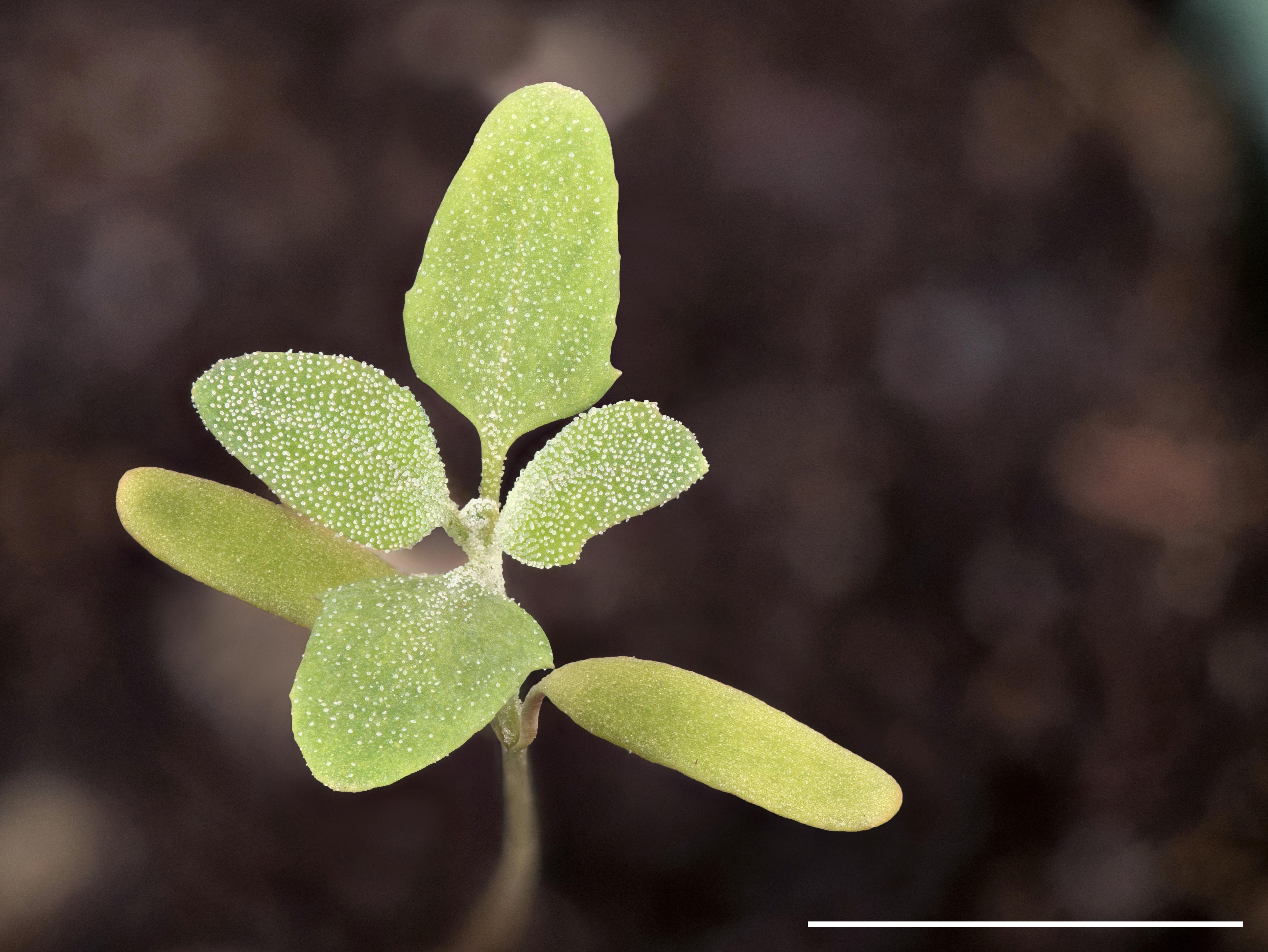 Chénopode blanc(Chenopodium album)_21