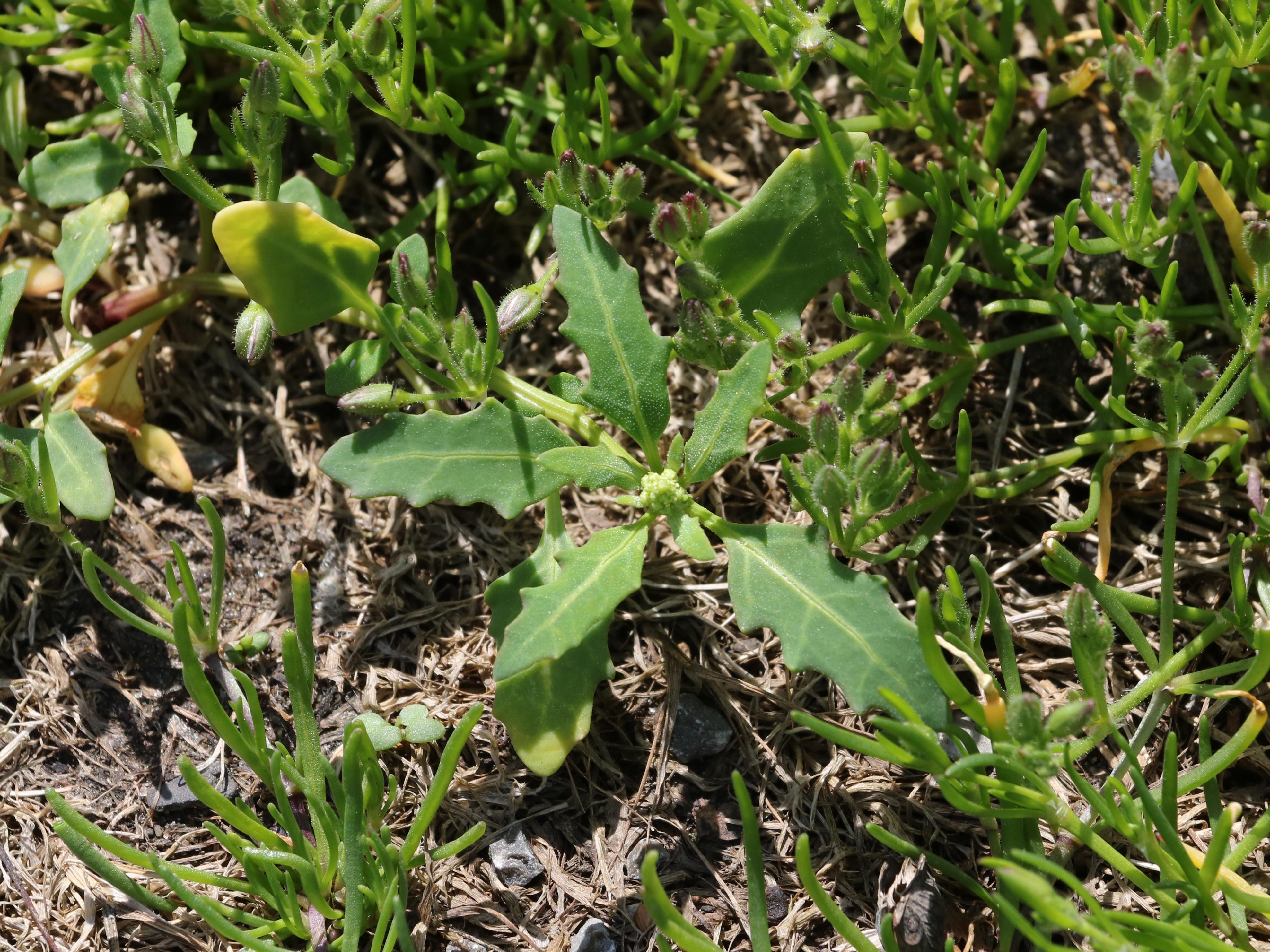 Chénopode glauque(Oxybasis glauca)_16