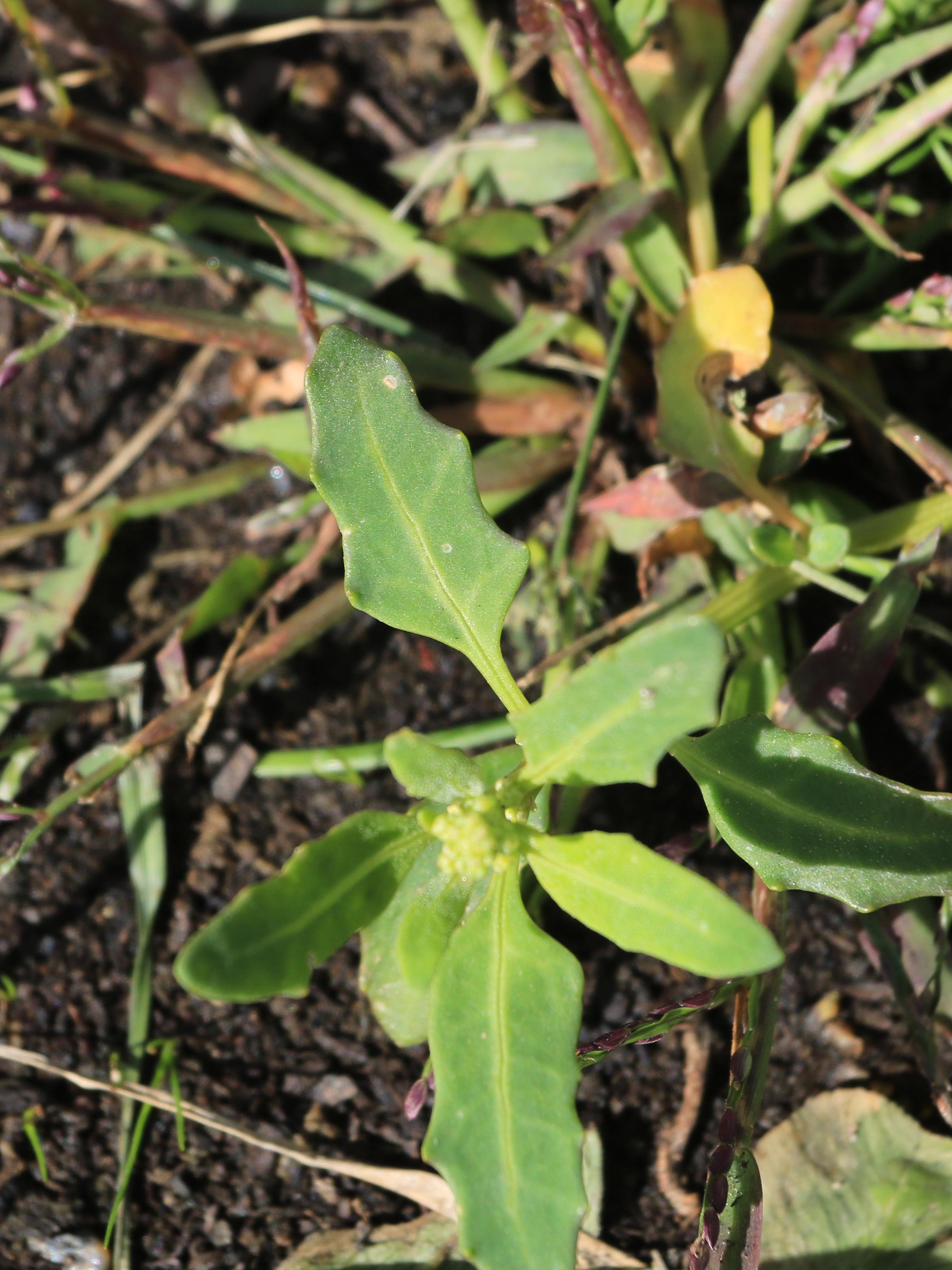 Chénopode glauque(Oxybasis glauca)_17