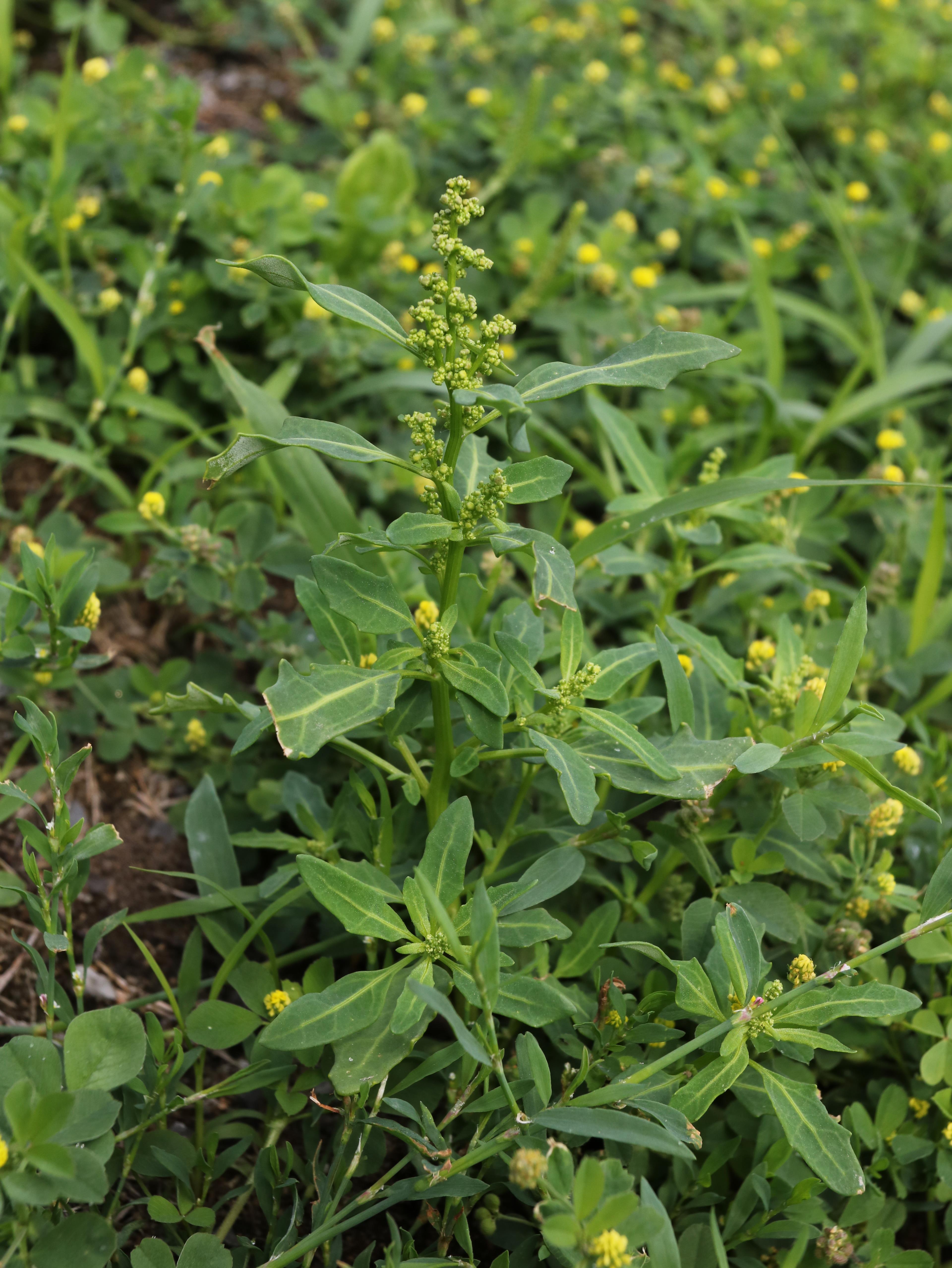 Chénopode glauque(Oxybasis glauca)_18