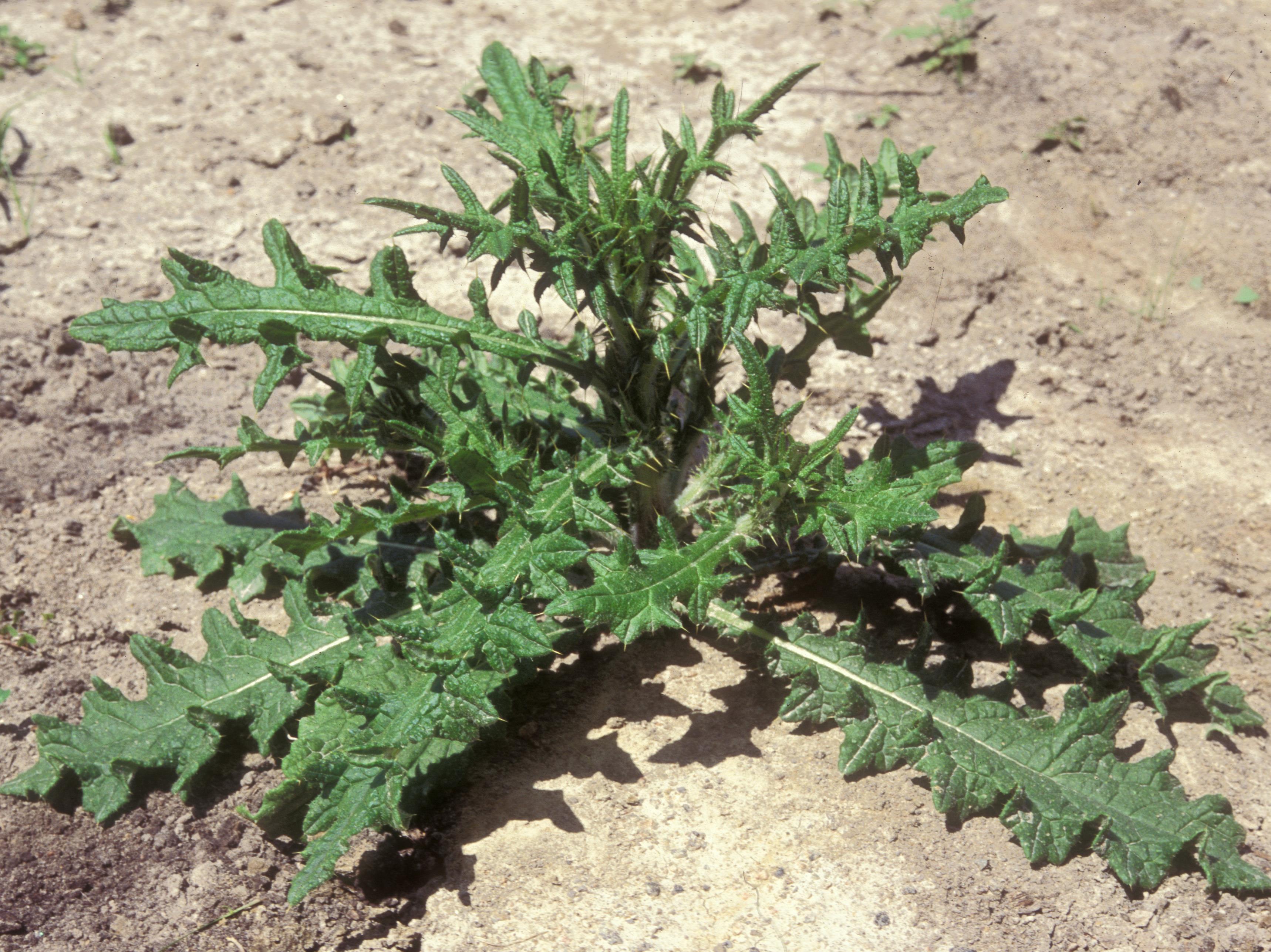 Chardon vulgaire(Cirsium vulgare)_11