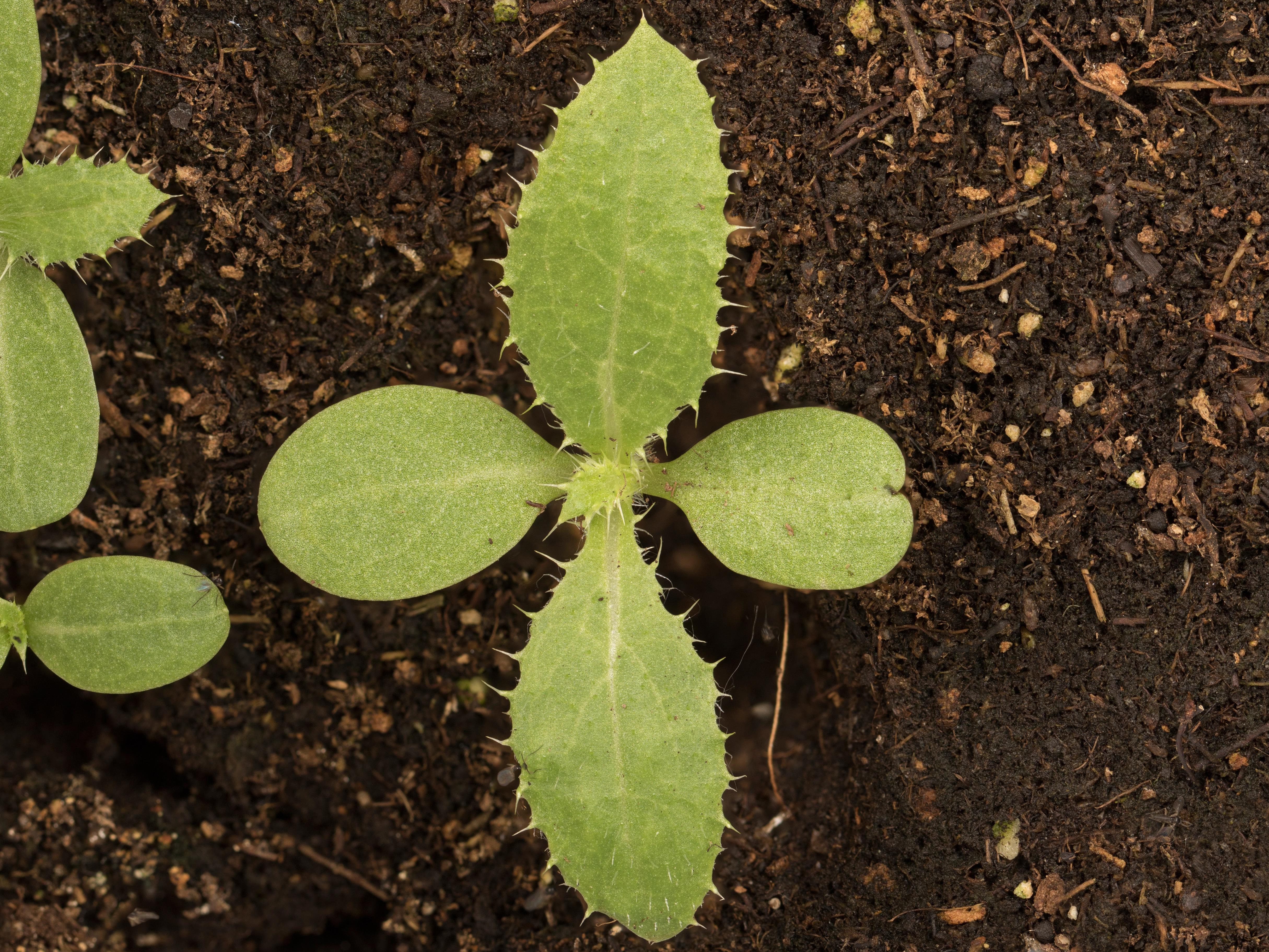 Chardon vulgaire(Cirsium vulgare)_13