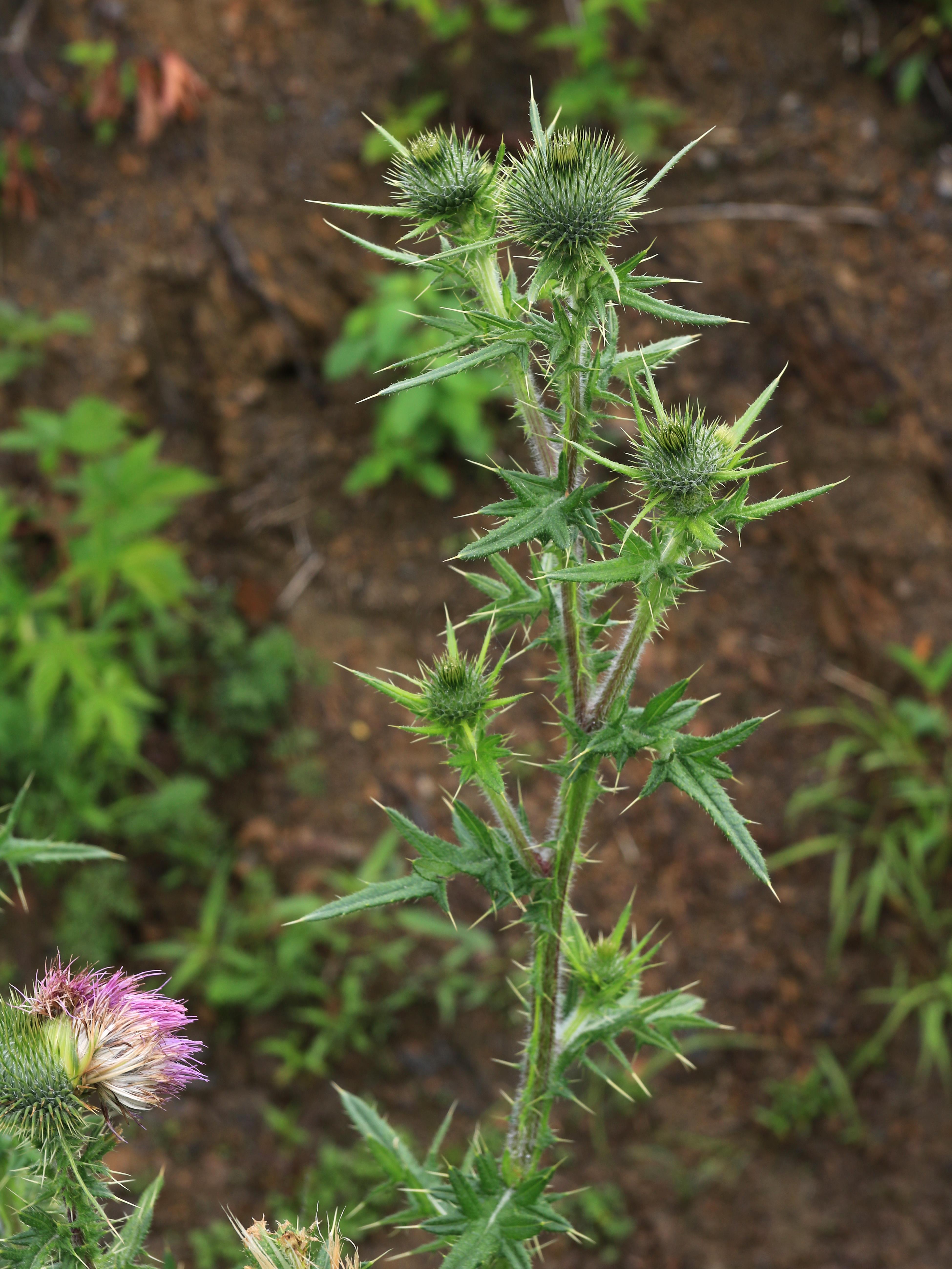 Chardon vulgaire(Cirsium vulgare)_16