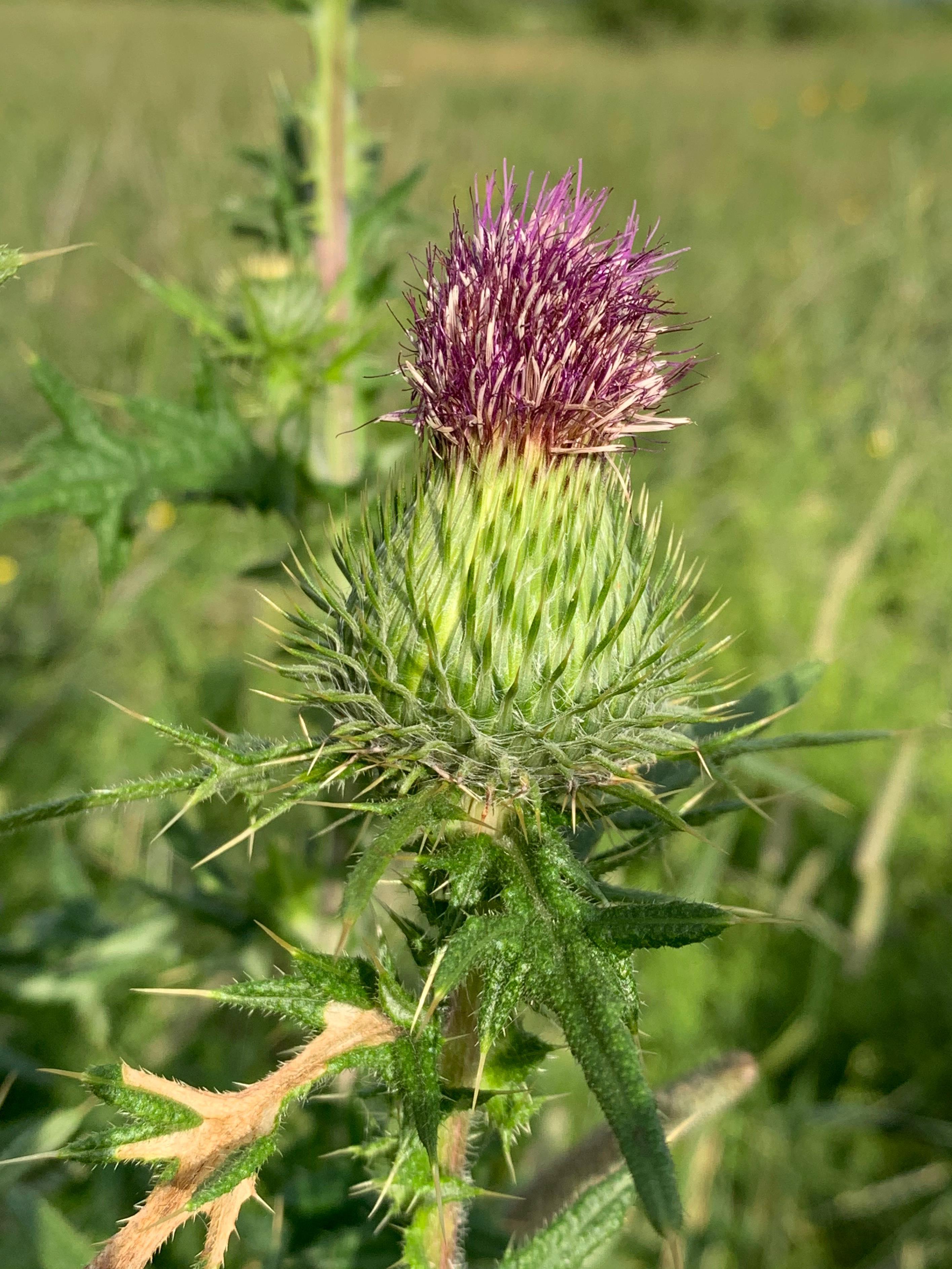 Chardon vulgaire(Cirsium vulgare)_17