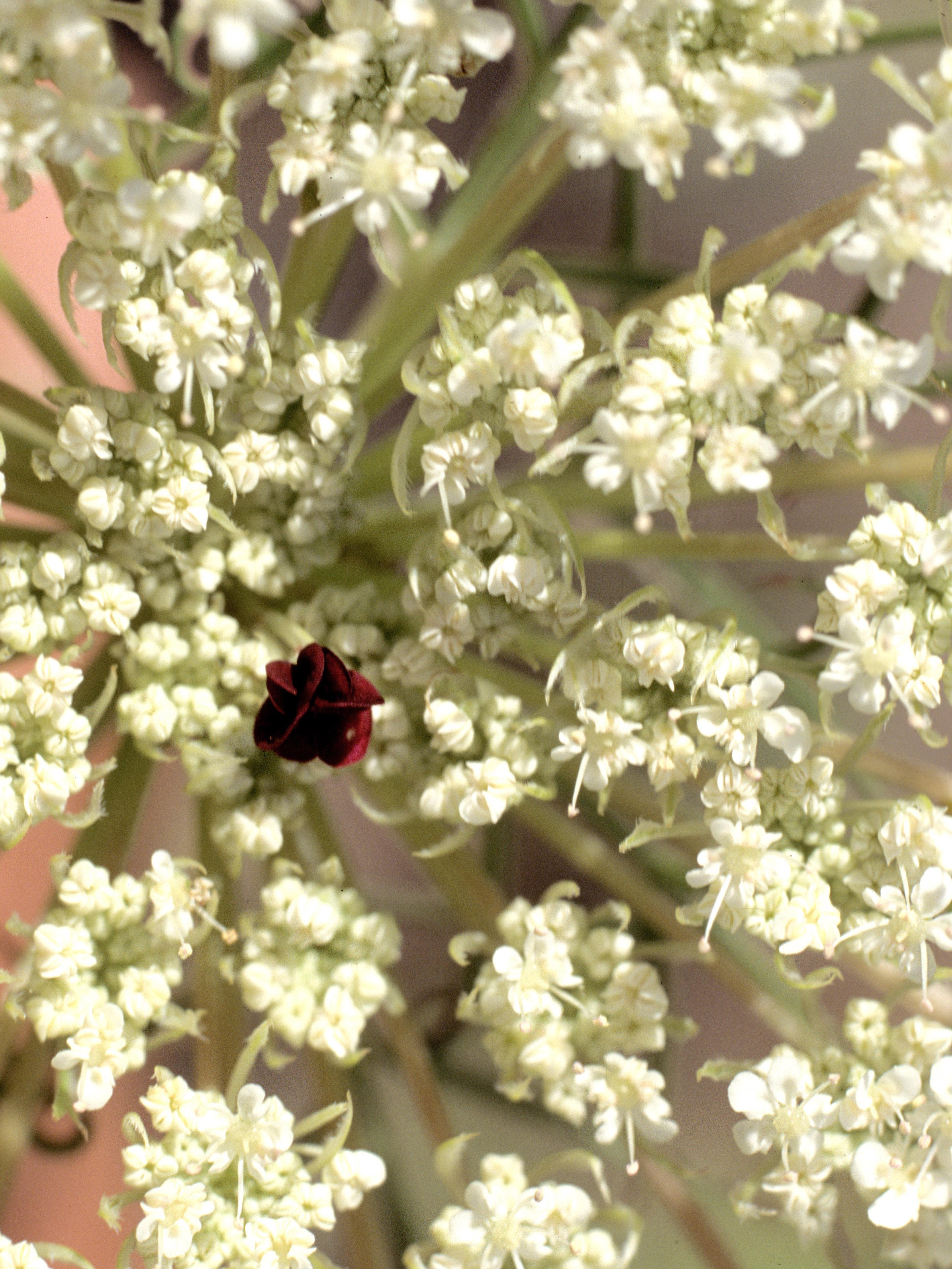 Carotte sauvage(Daucus carota)_5