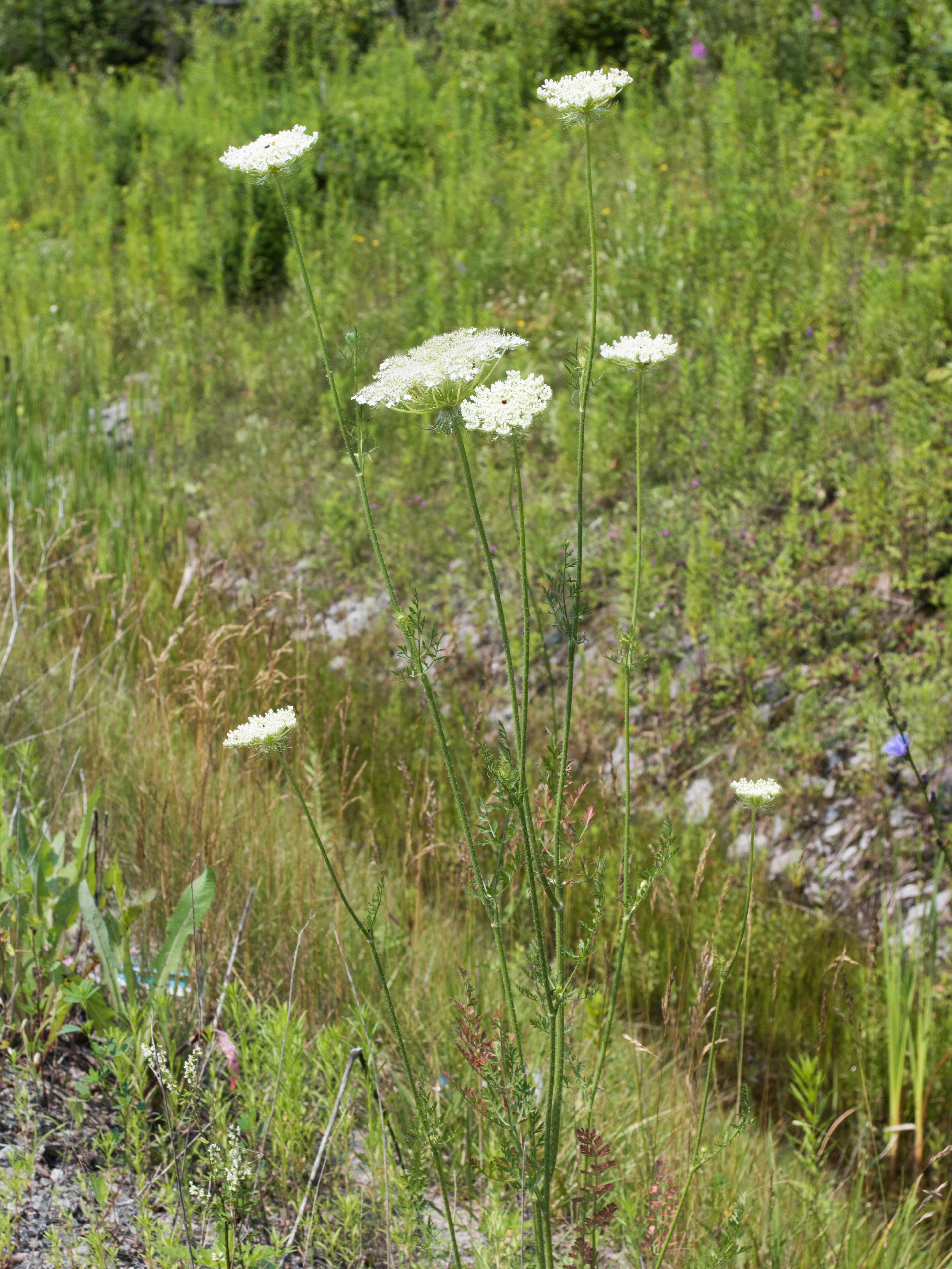 Carotte sauvage(Daucus carota)_15