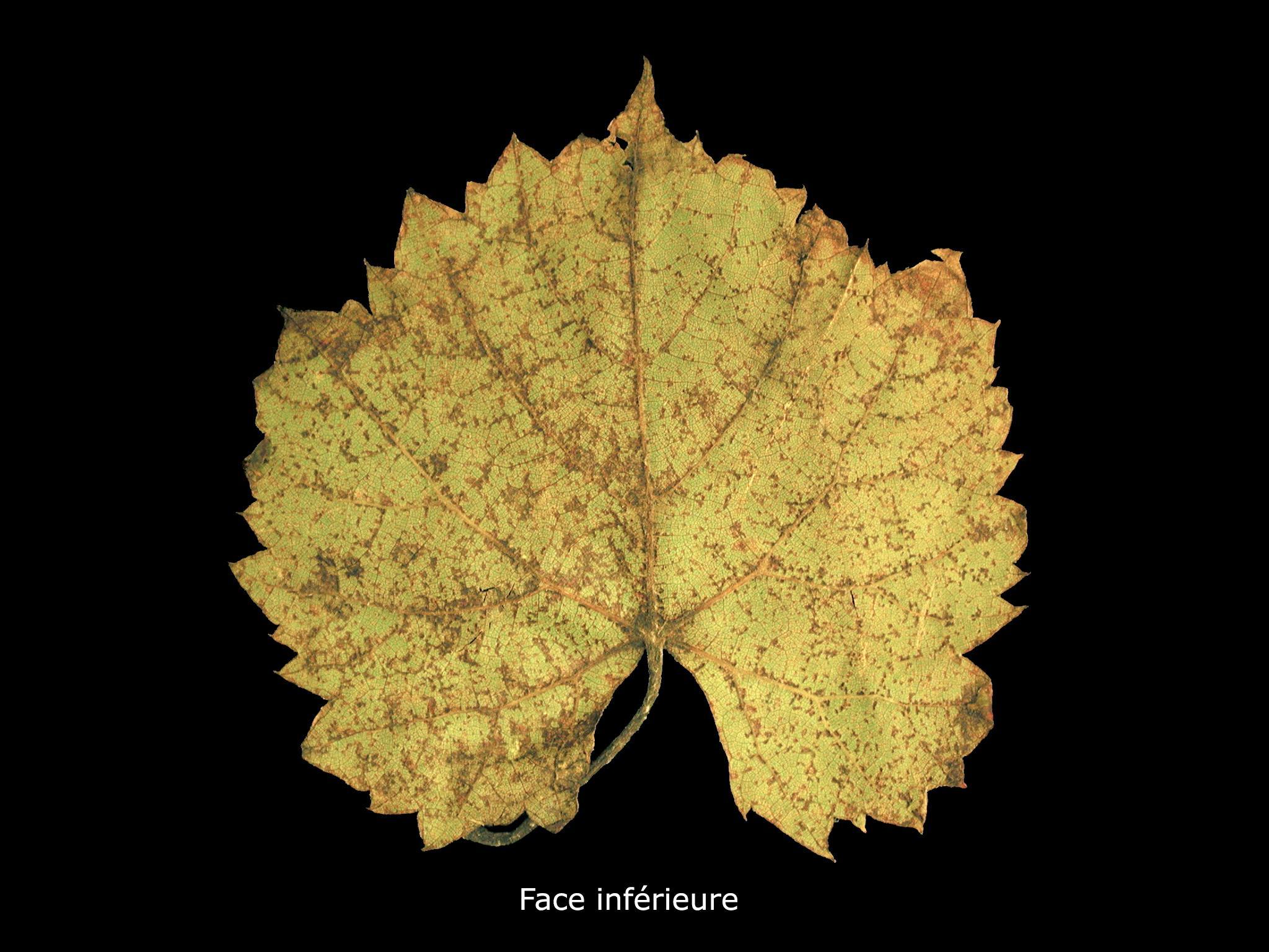 Vigne (raisin) - huile minérale (NC)_2
