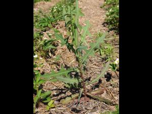 Laitue scariole (Lactuca serriola)_8