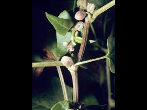 Renouée liseron (Fallopia convolvulus)_3