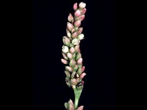 Renouée persicaire (Persicaria maculosa)_4