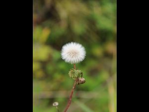 Laiteron rude (Sonchus asper)_16