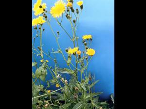 Laiteron champs (Sonchus arvensis)_11