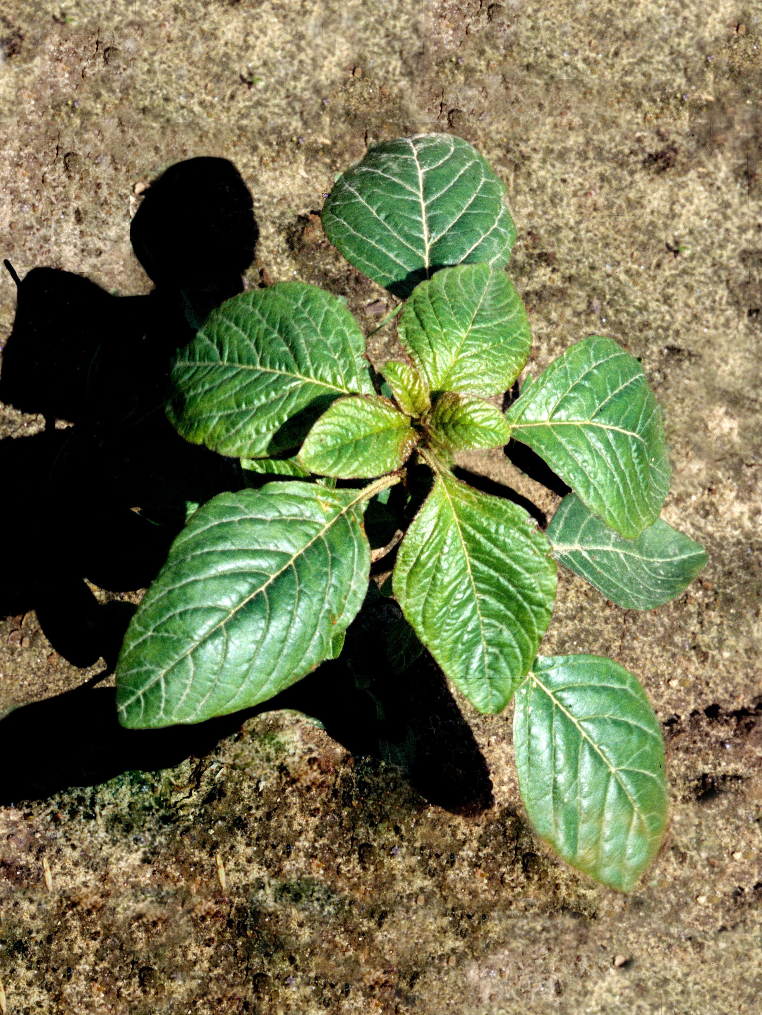 Amarante de Powell(Amaranthus powellii)_1