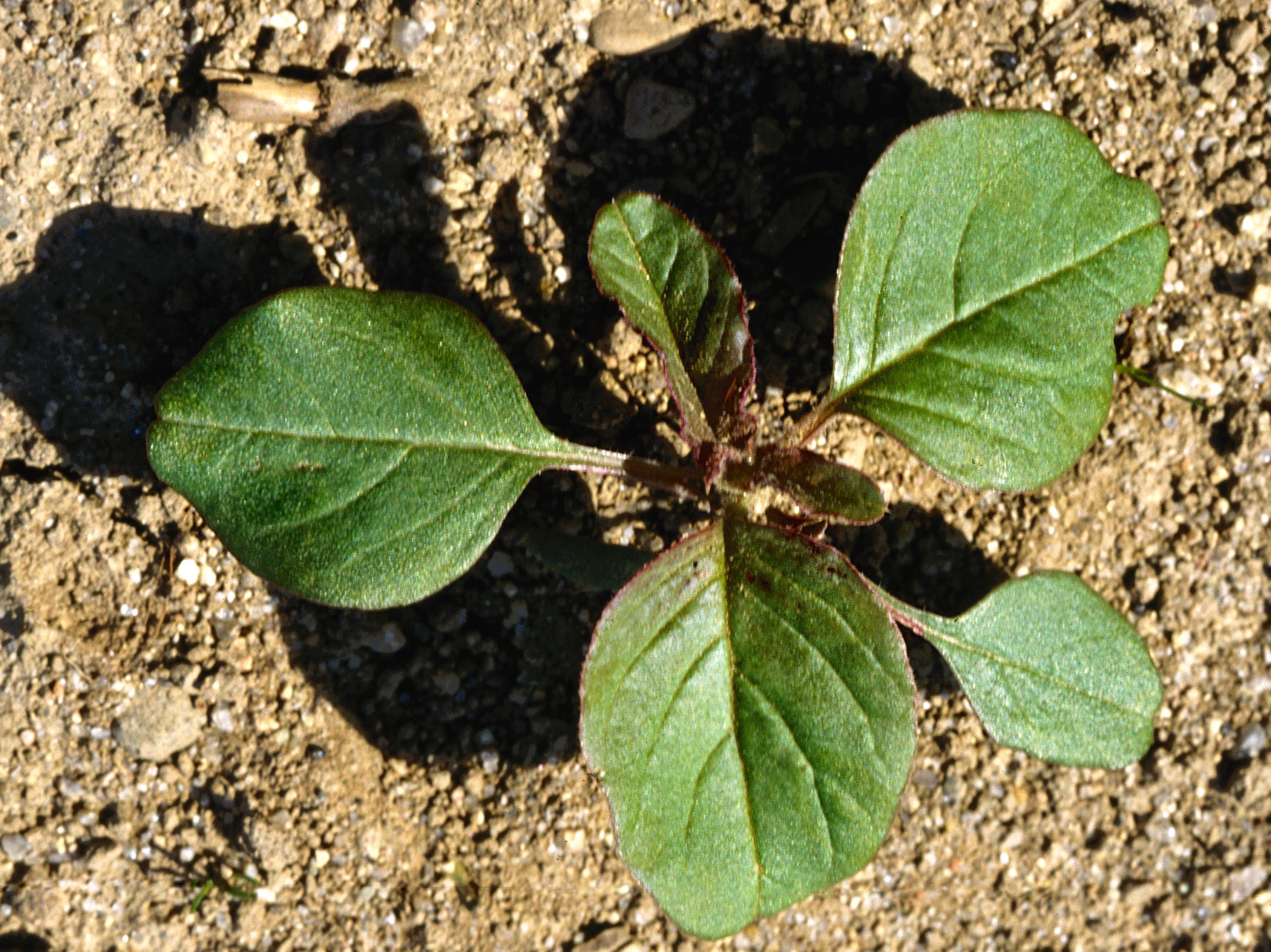 Amarante de Powell(Amaranthus powellii)_4